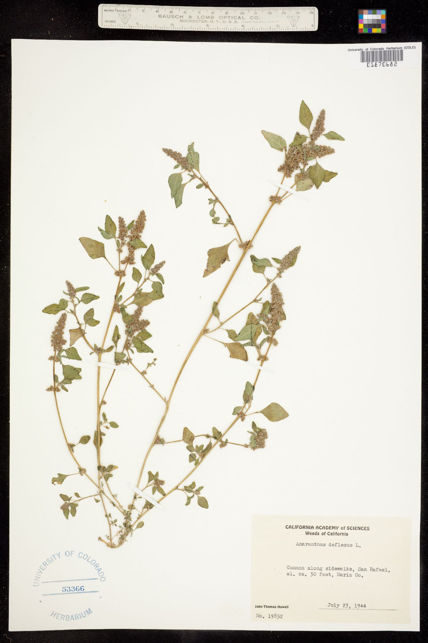 Amaranthus deflexus image