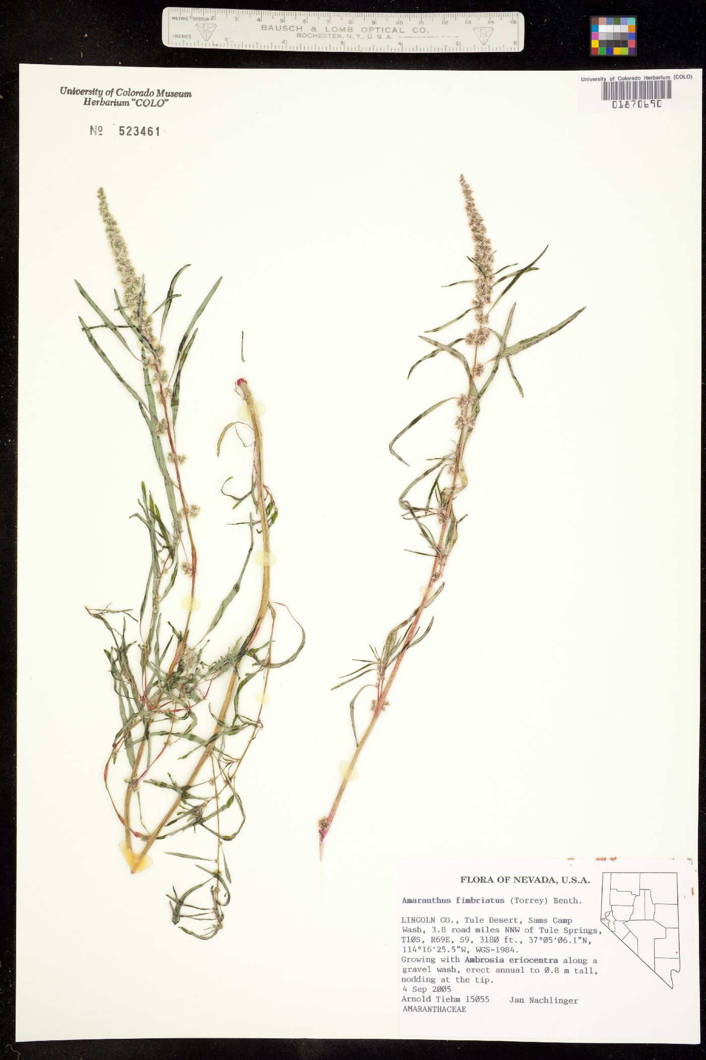 Amaranthus fimbriatus image