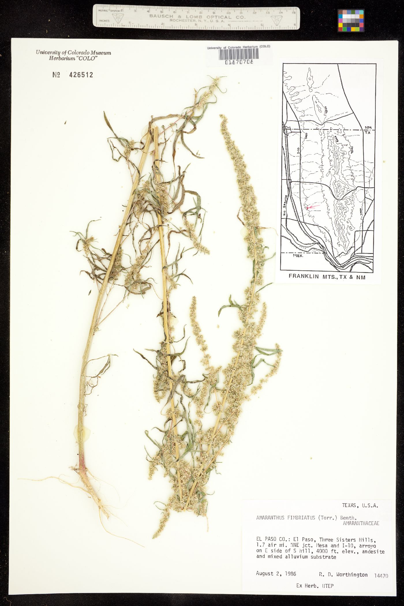 Amaranthus image