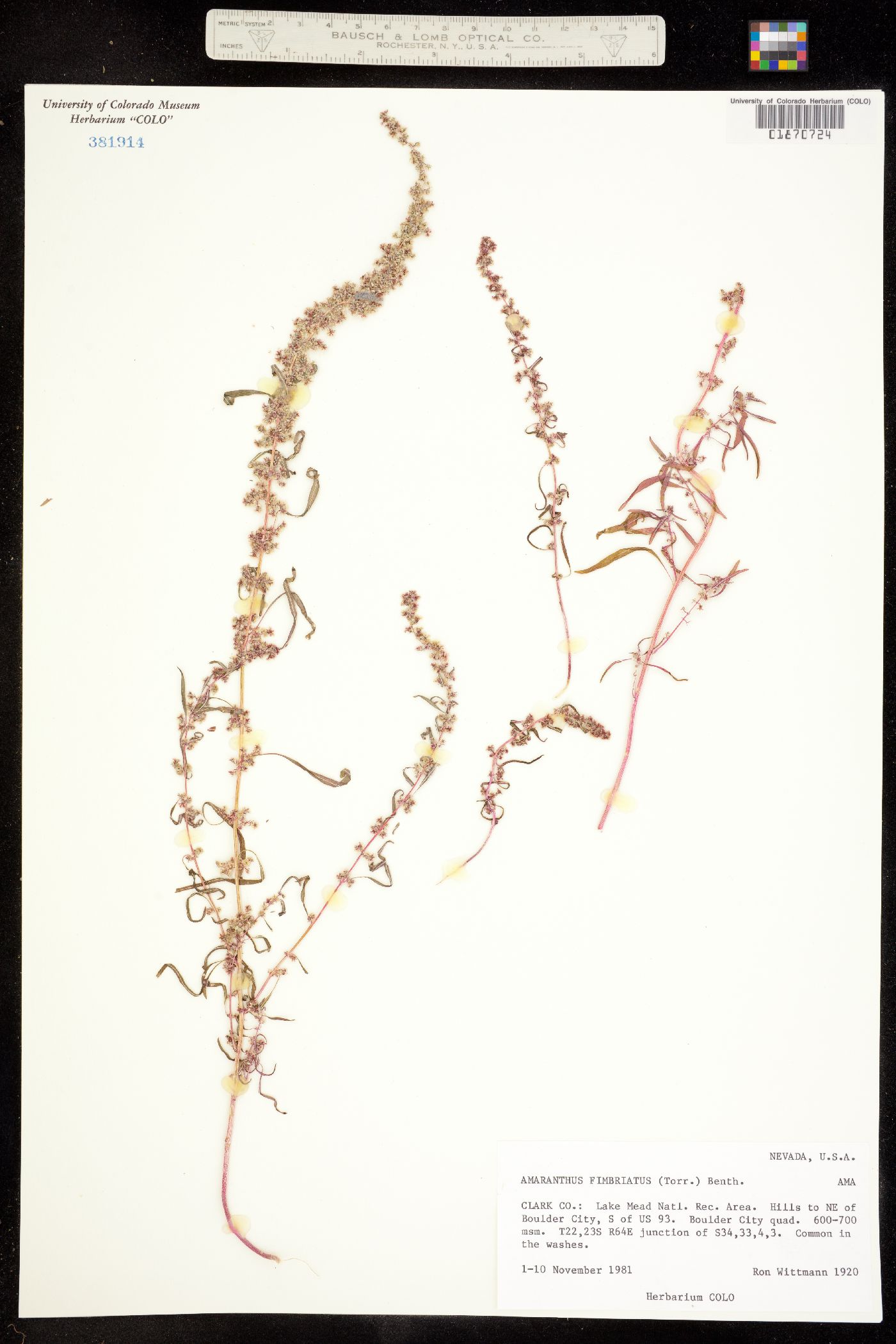 Amaranthus fimbriatus image