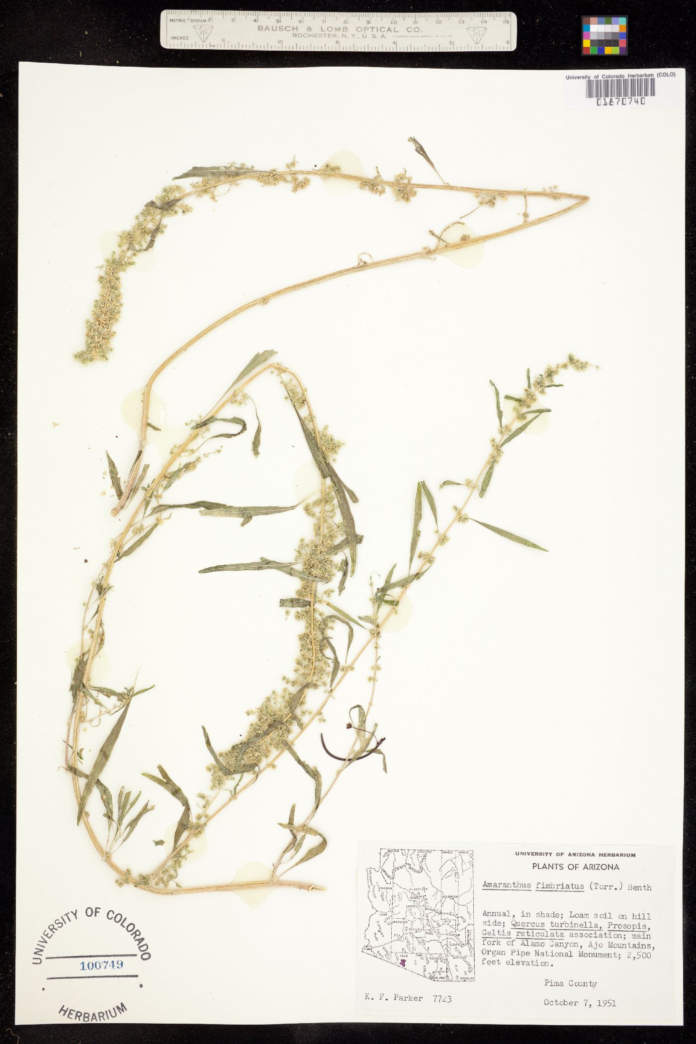 Amaranthus fimbriatus image