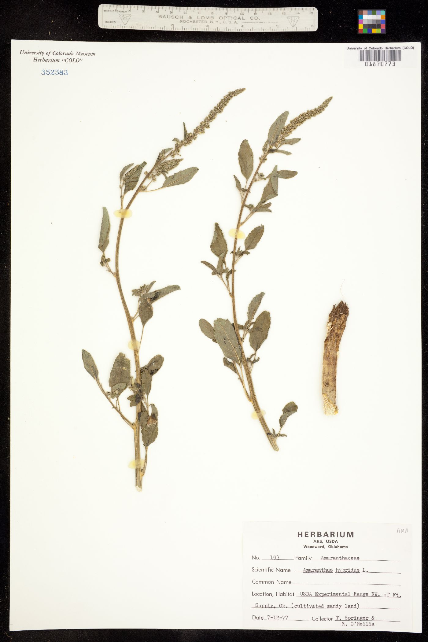 Amaranthus hybridus image