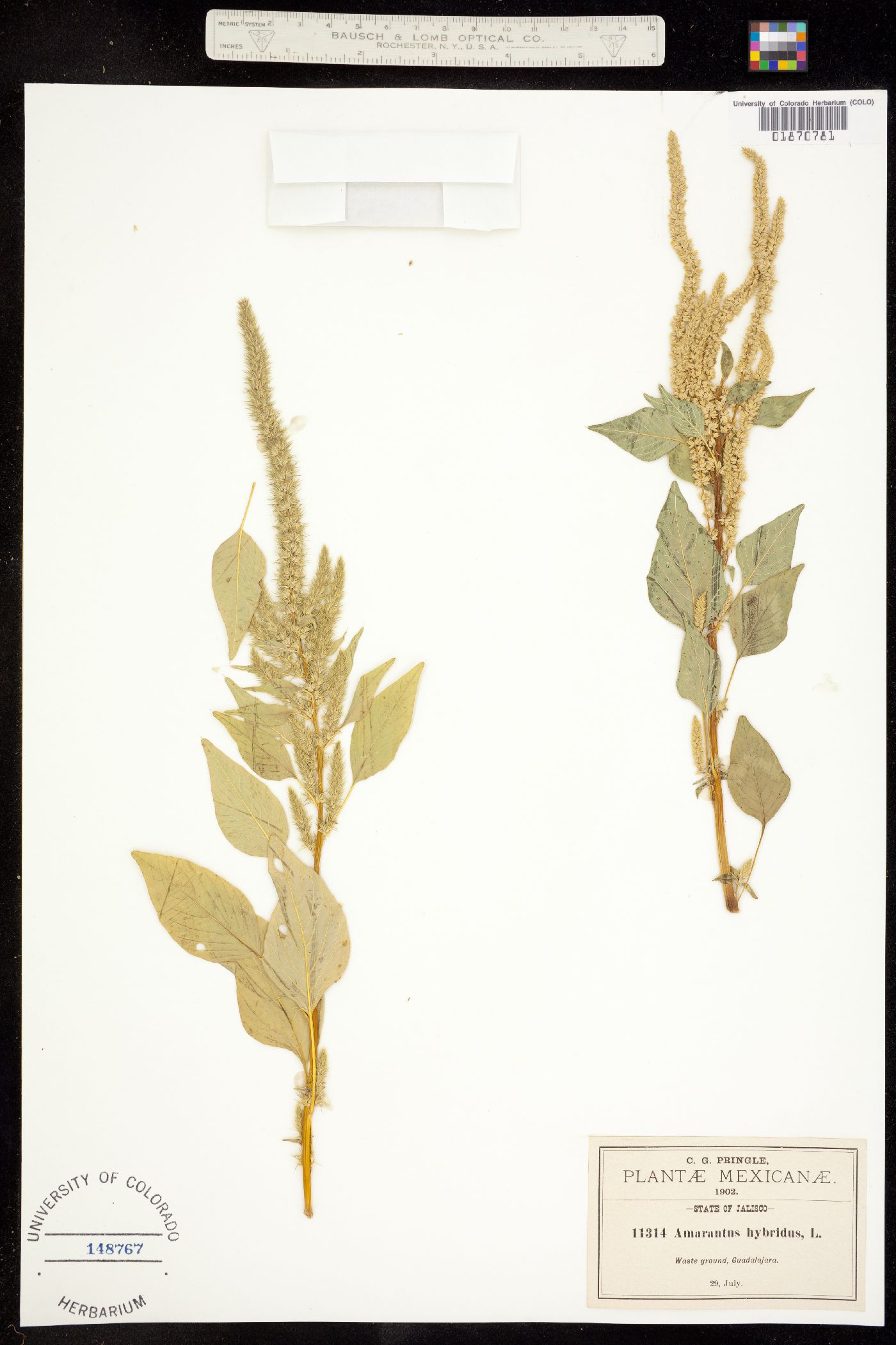 Amaranthus hybridus image