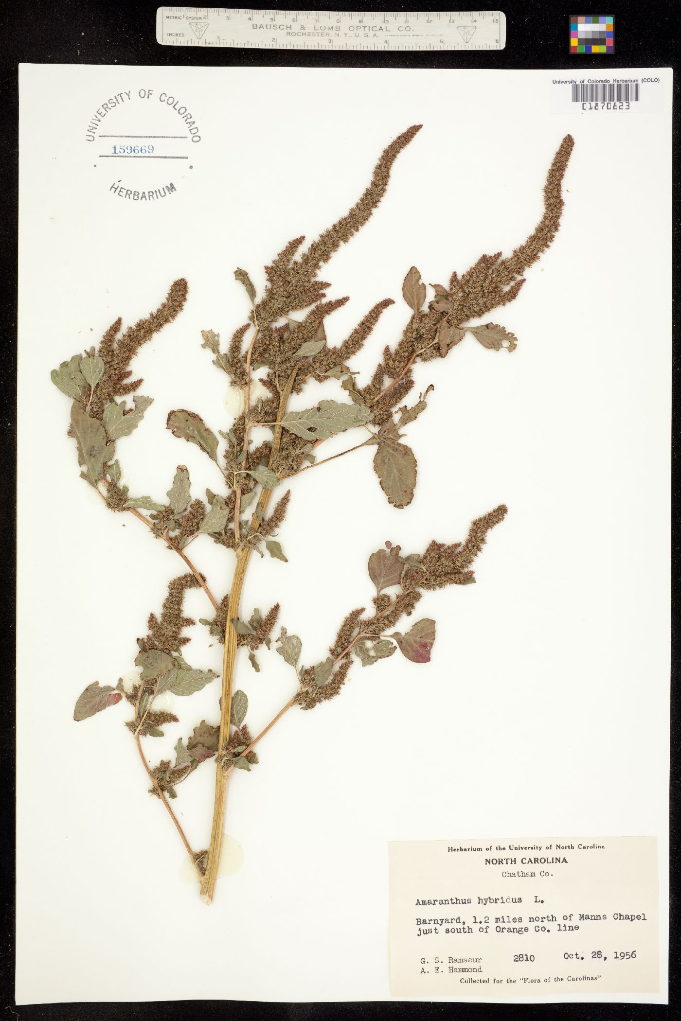 Amaranthus hybridus image