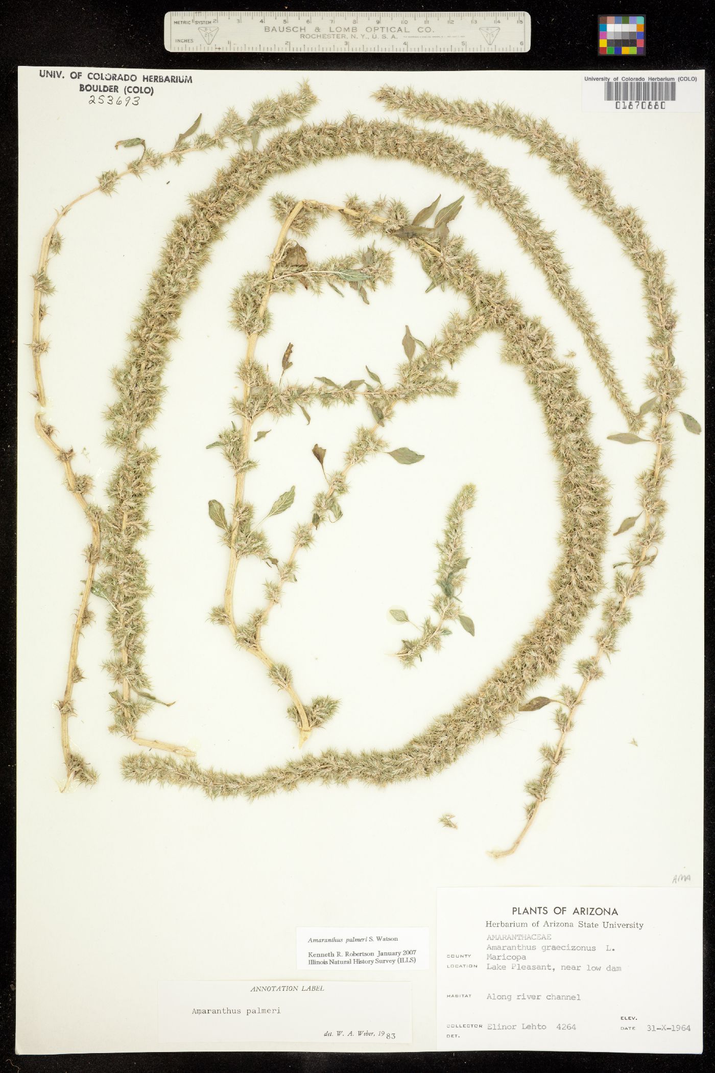 Amaranthus image