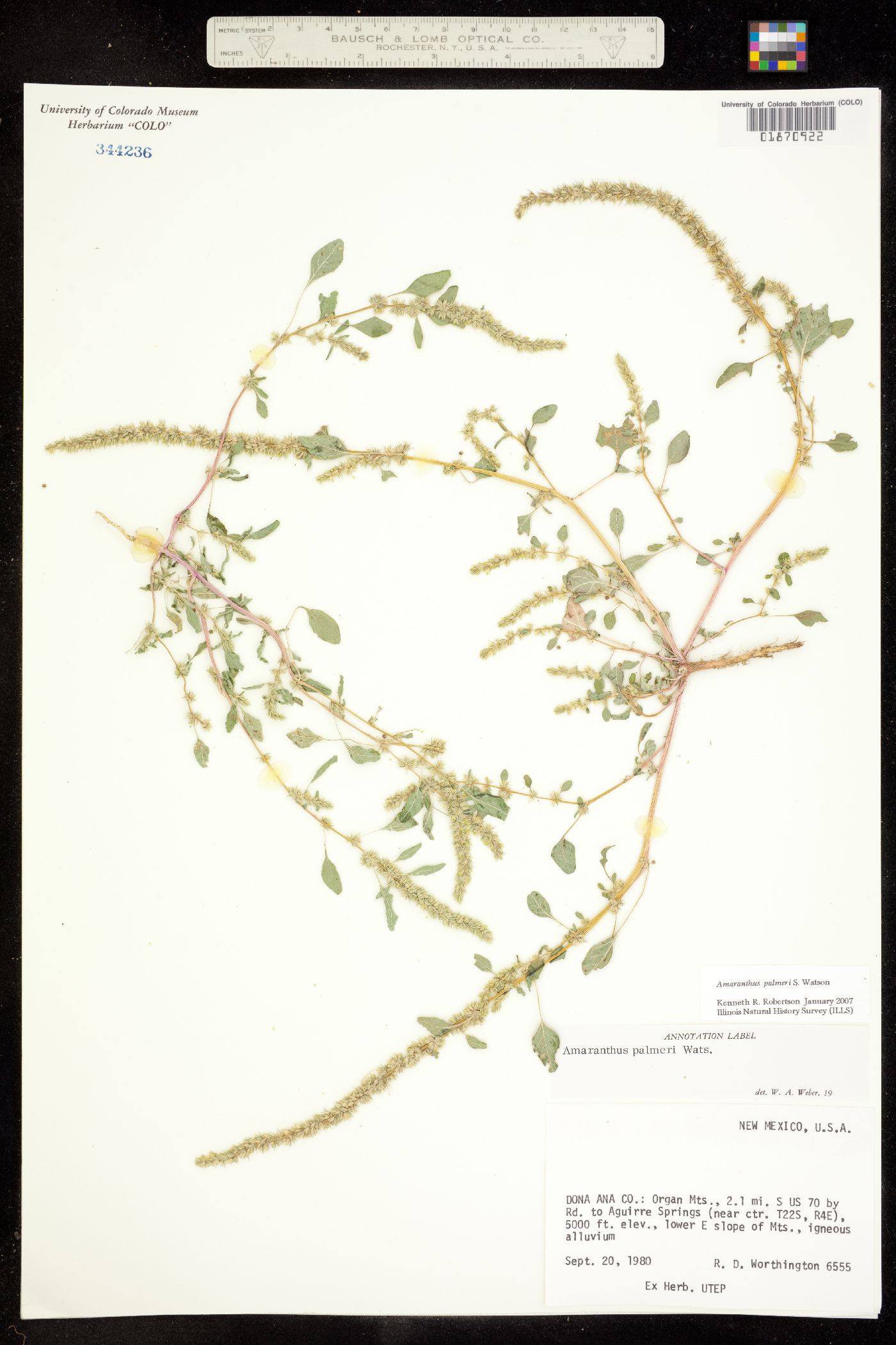 Amaranthus palmeri image