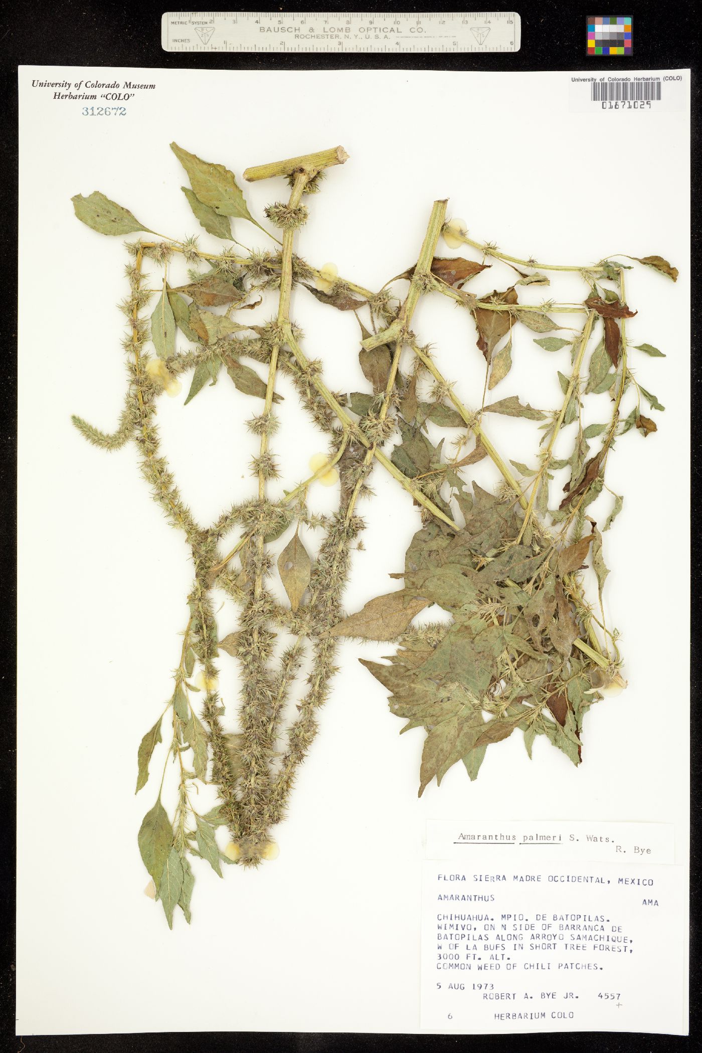 Amaranthus palmeri image