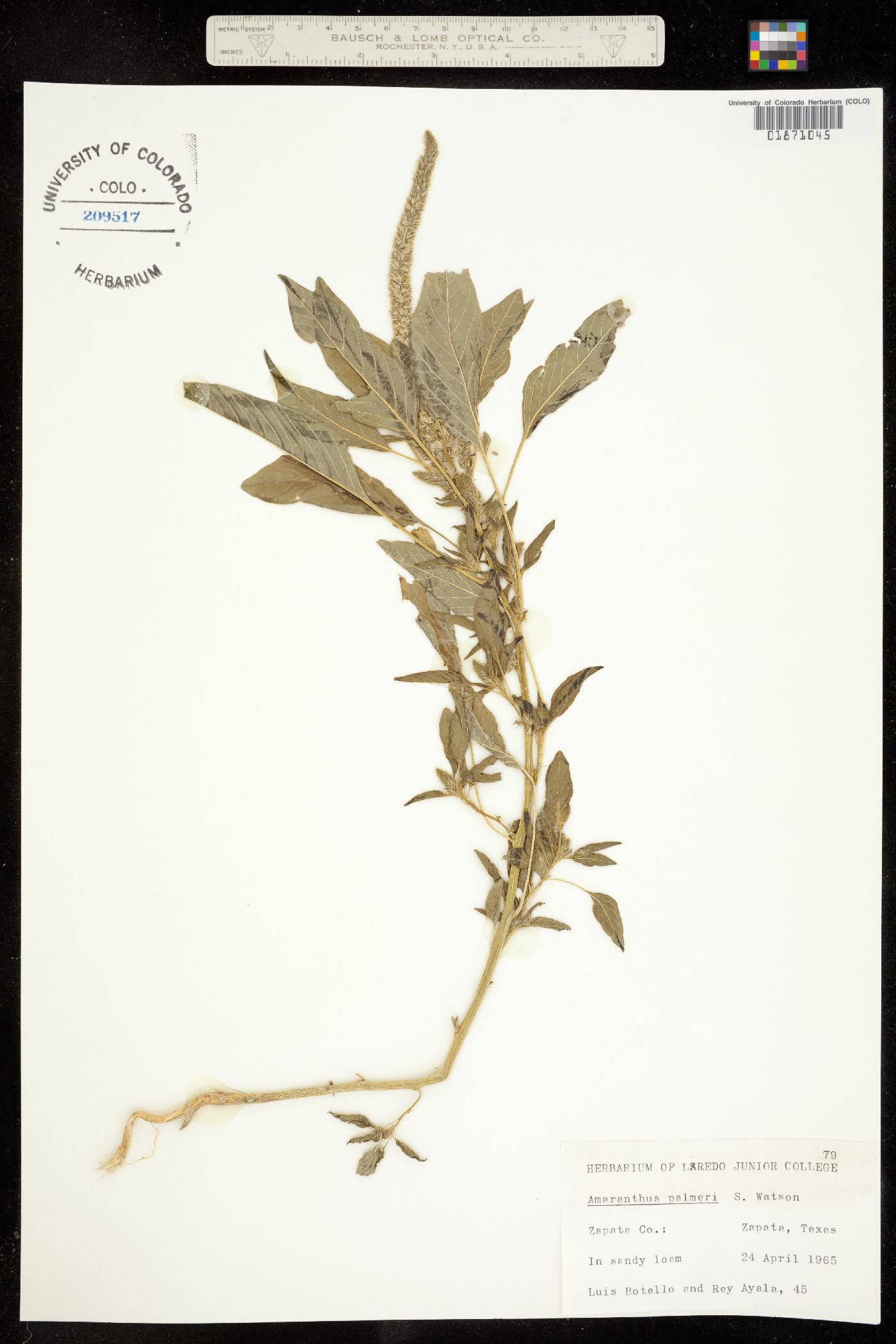 Amaranthus palmeri image