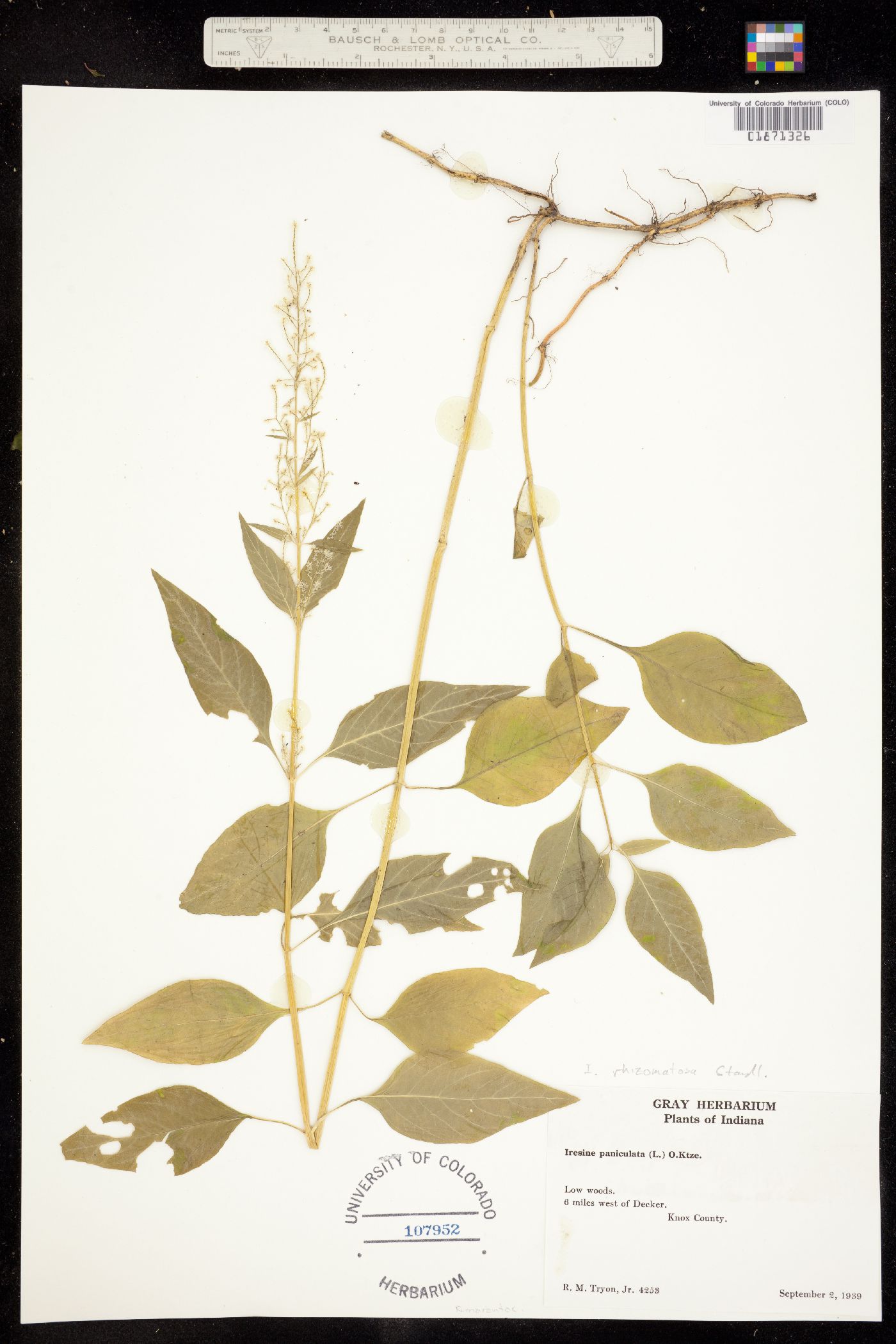 Iresine rhizomatosa image