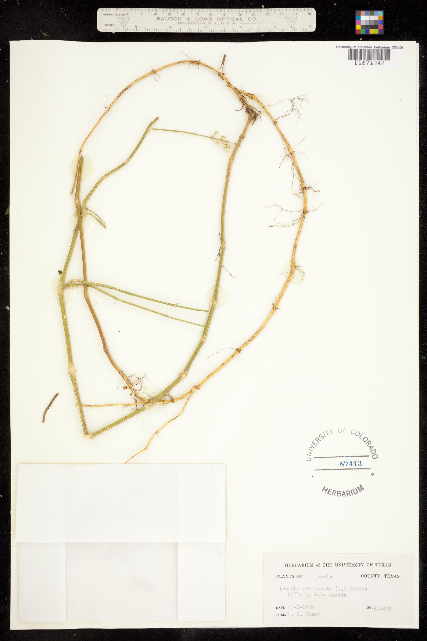 Iresine paniculata image