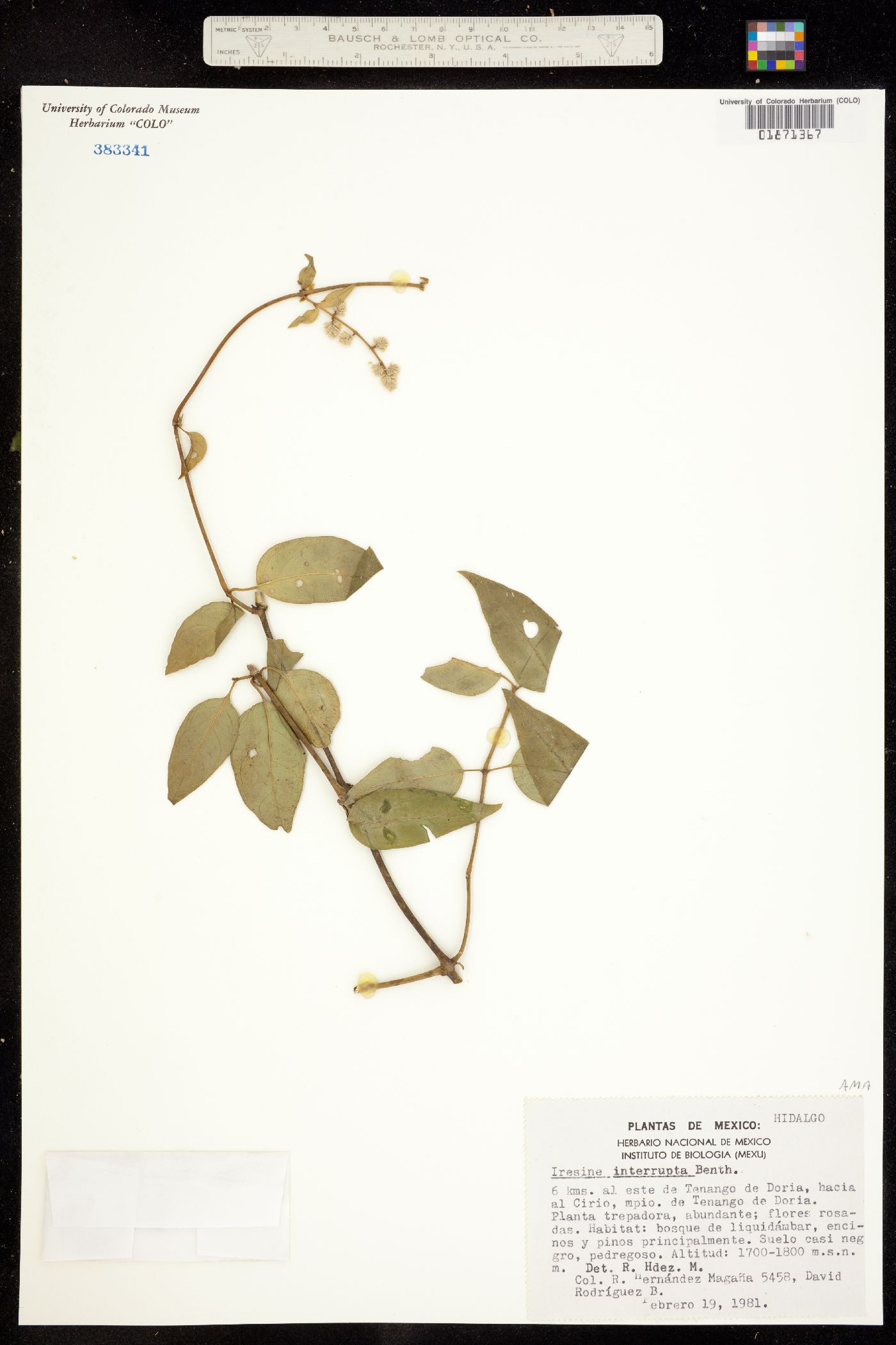 Iresine interrupta image