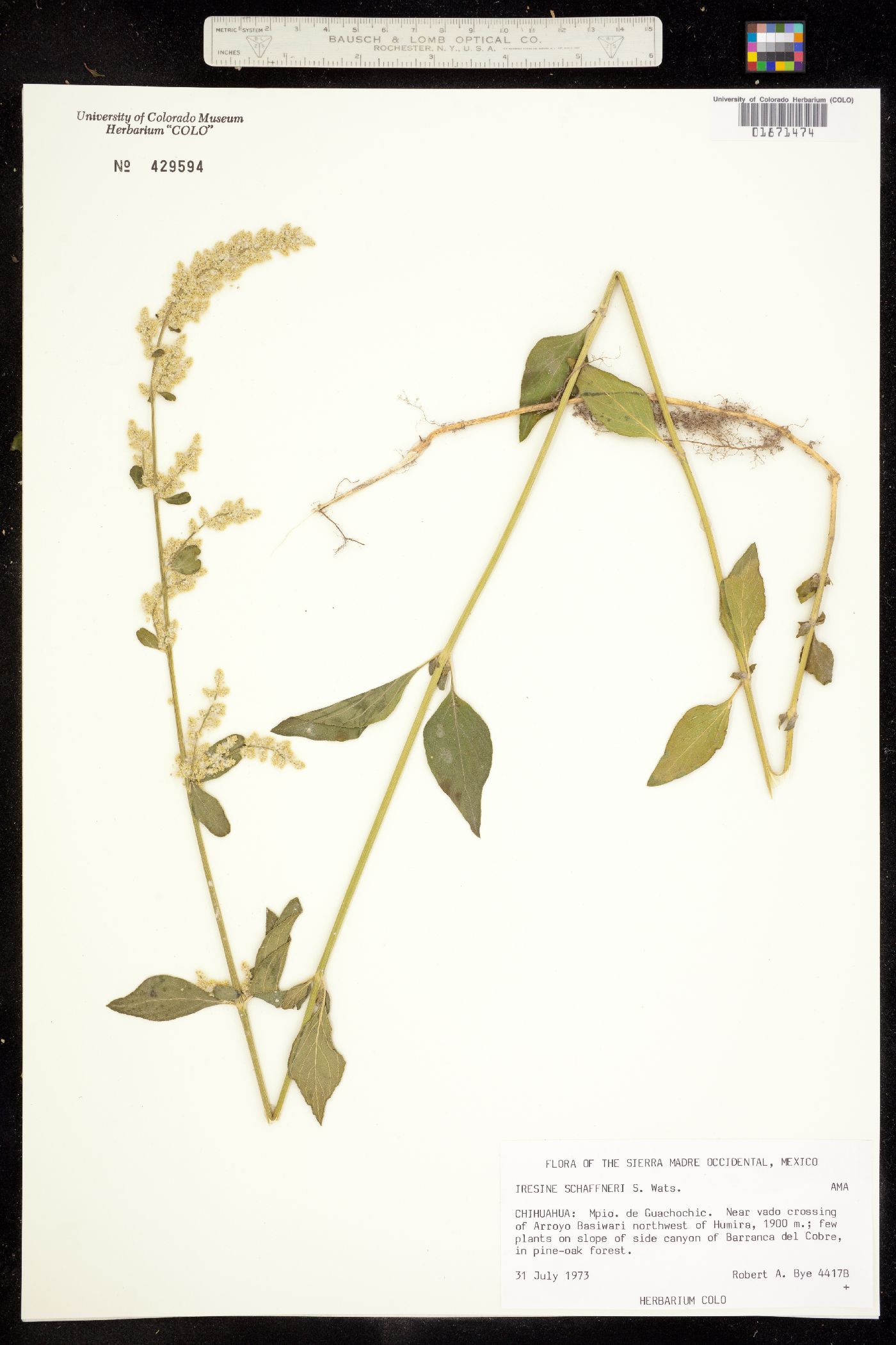 Iresine schaffneri image