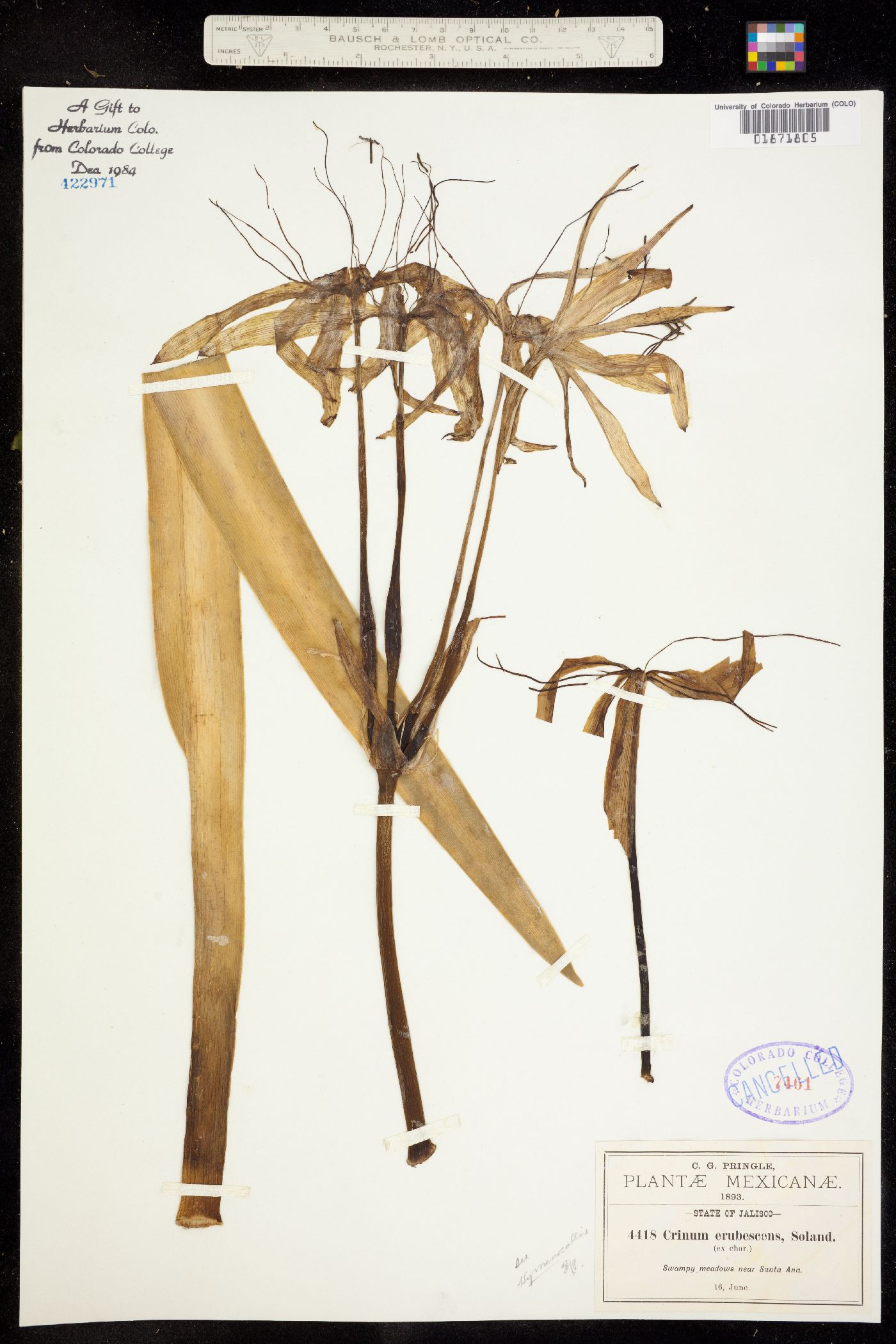 Crinum erubescens image