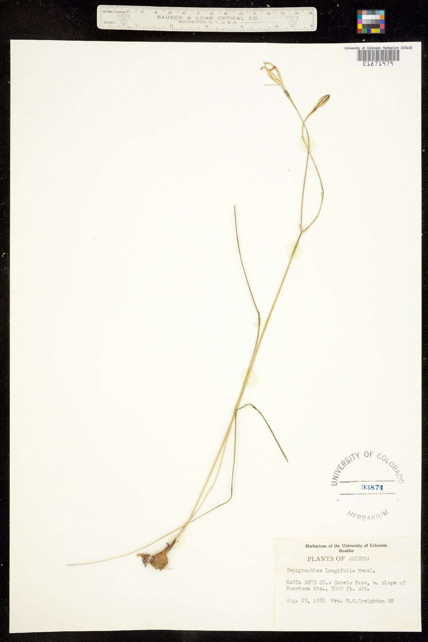 Zephyranthes image