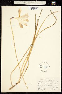 Zephyranthes atamasca image