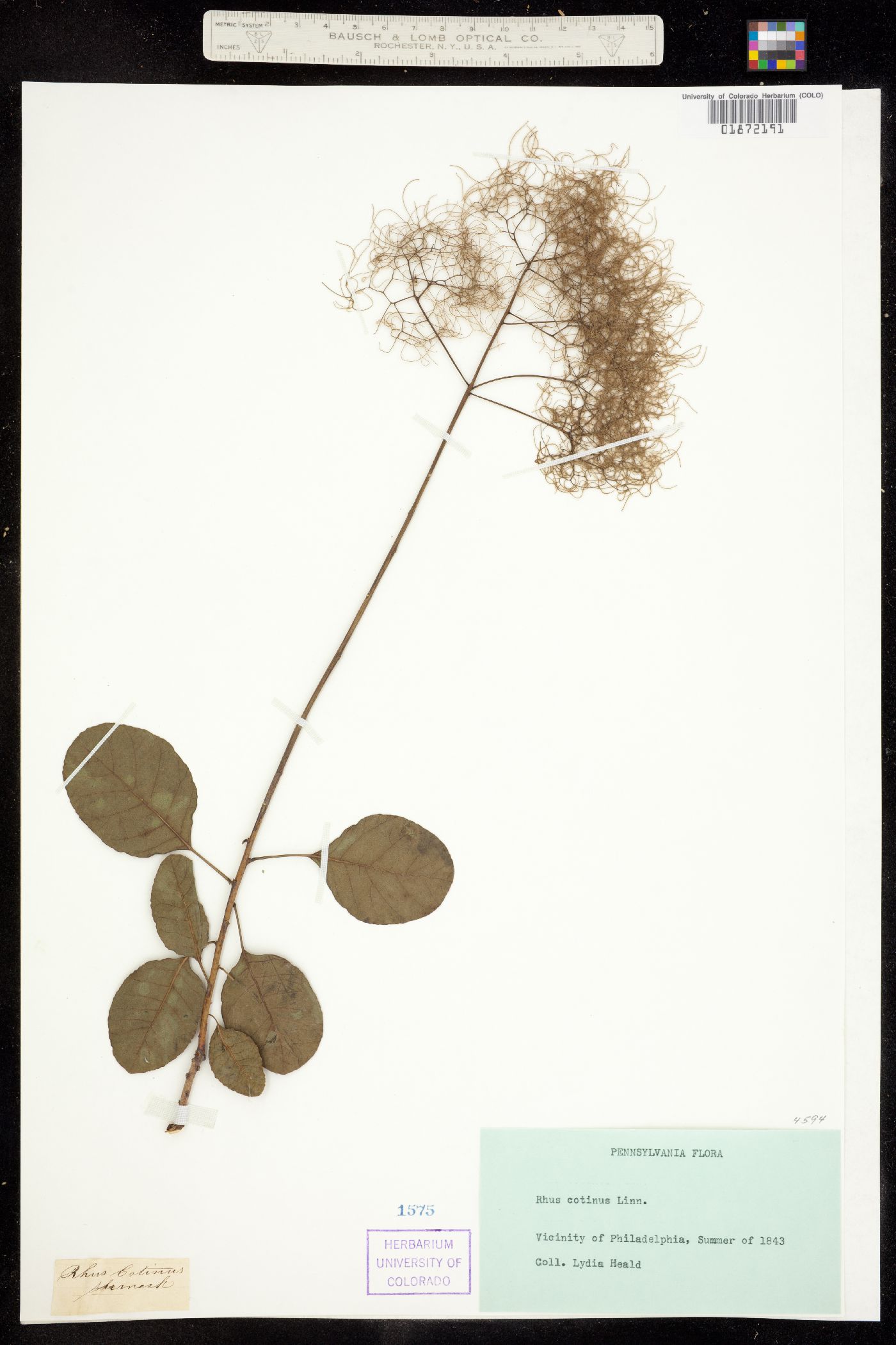 Cotinus image