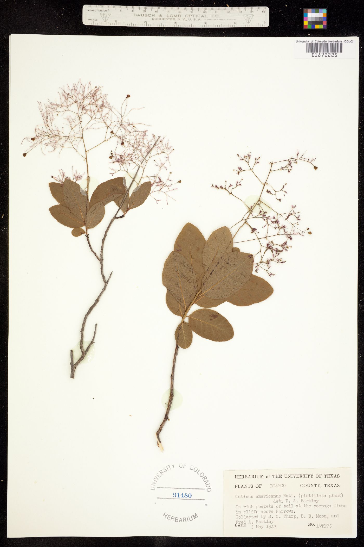 Cotinus obovatus image