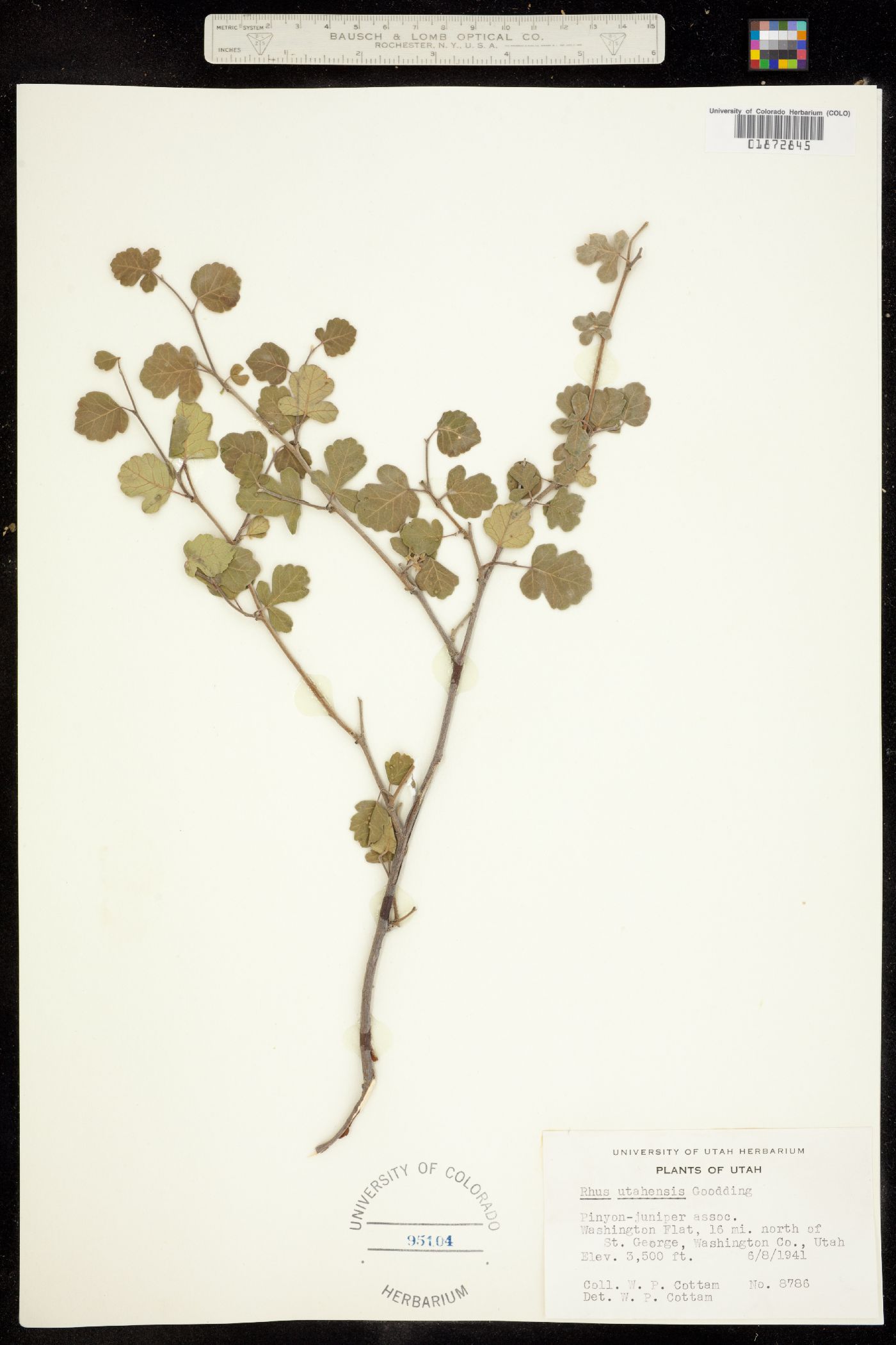 Rhus aromatica image