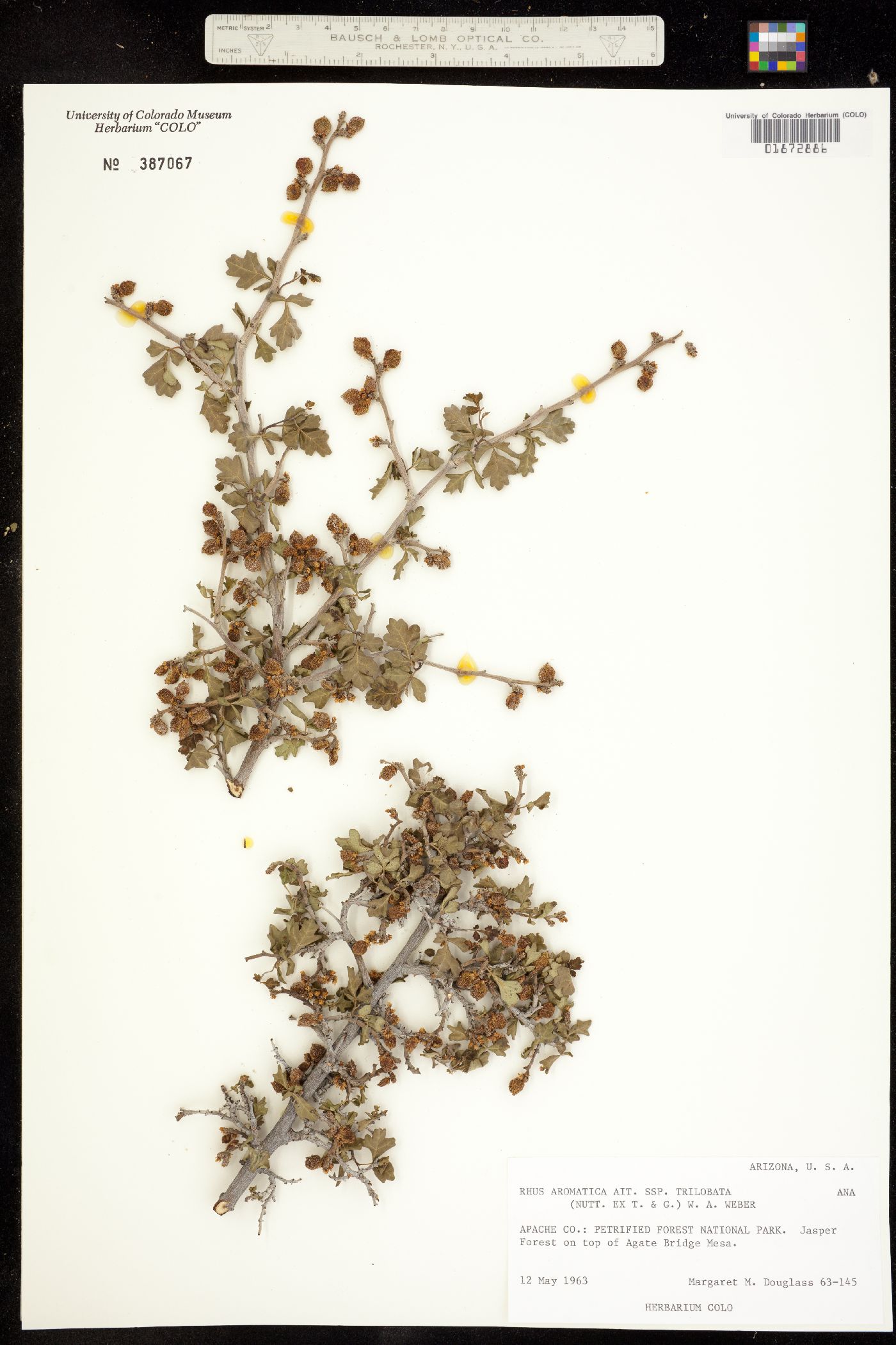 Rhus aromatica var. aromatica image