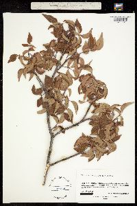 Rhus virens var. choriophylla image