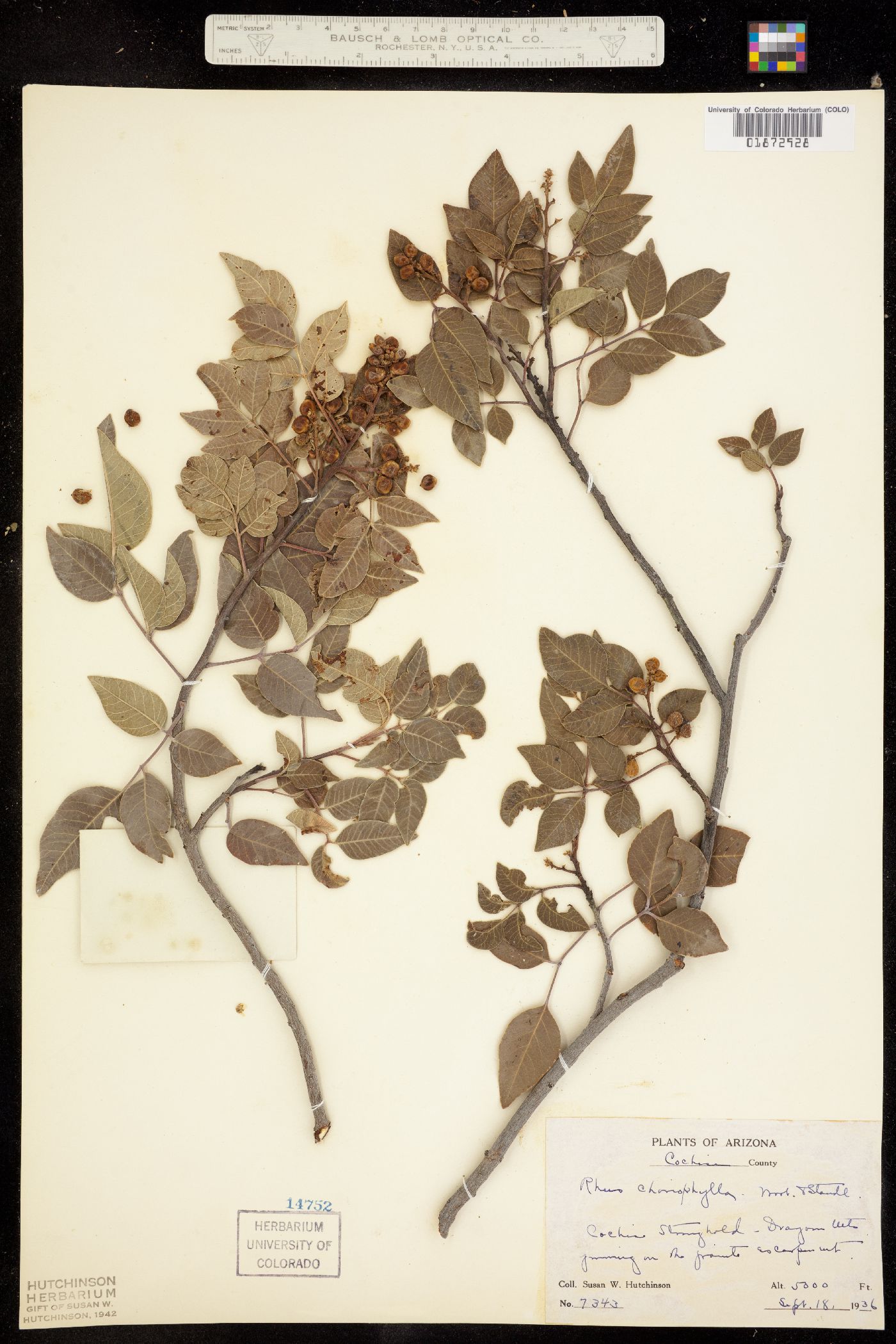 Rhus virens image