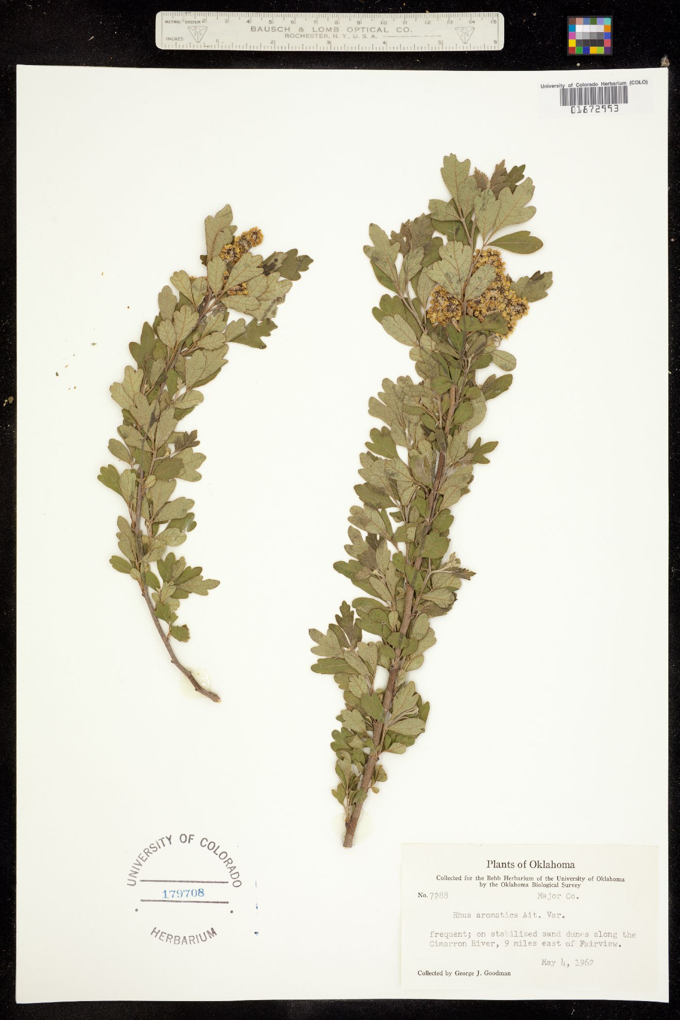 Rhus aromatica var. aromatica image