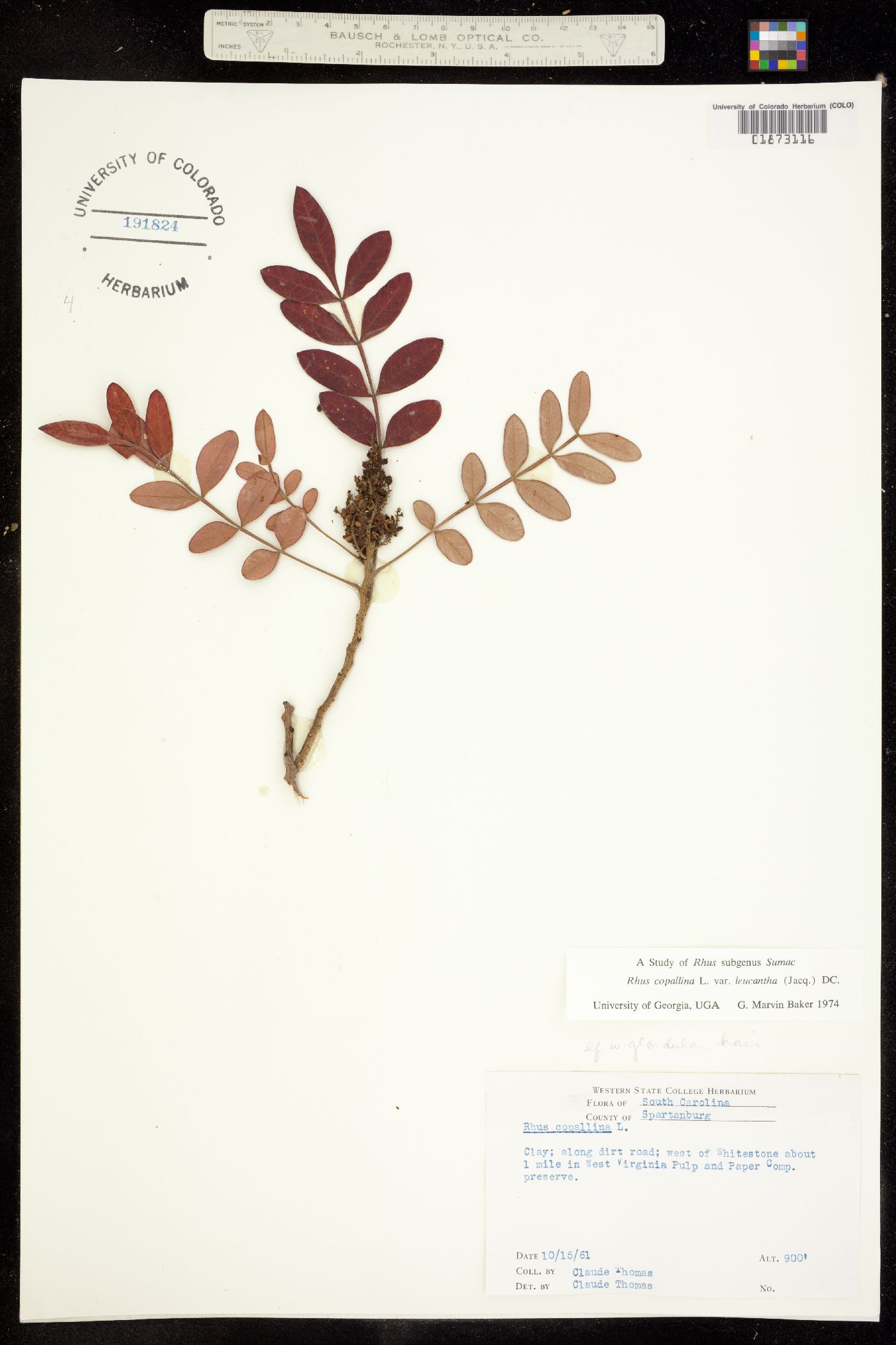 Rhus image
