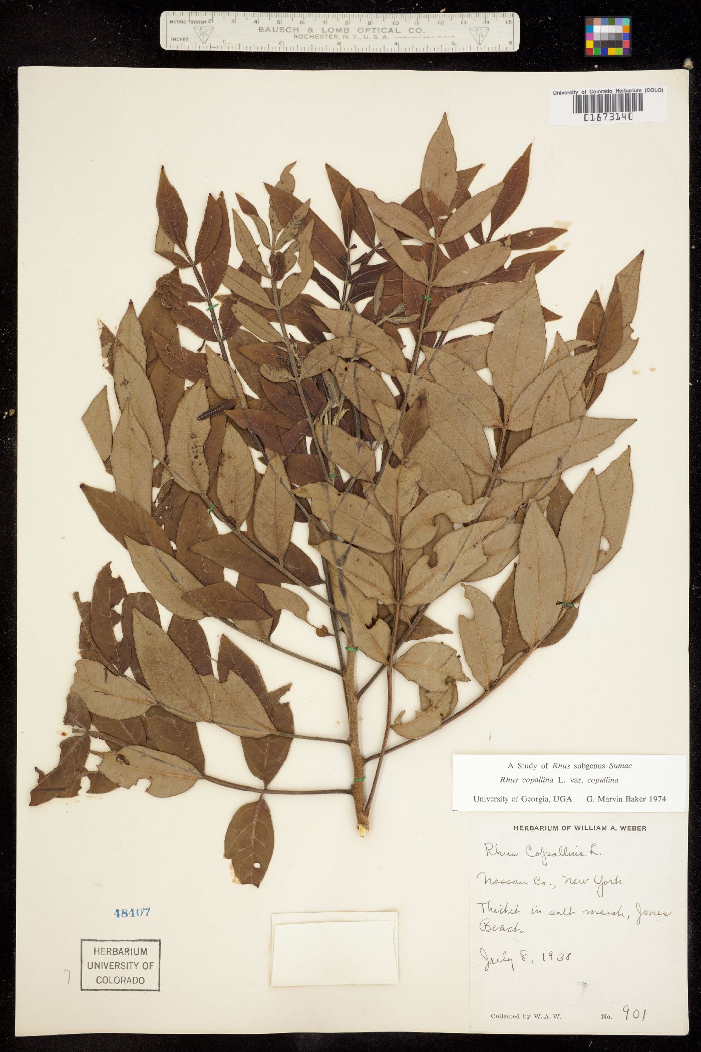 Rhus copallinum image