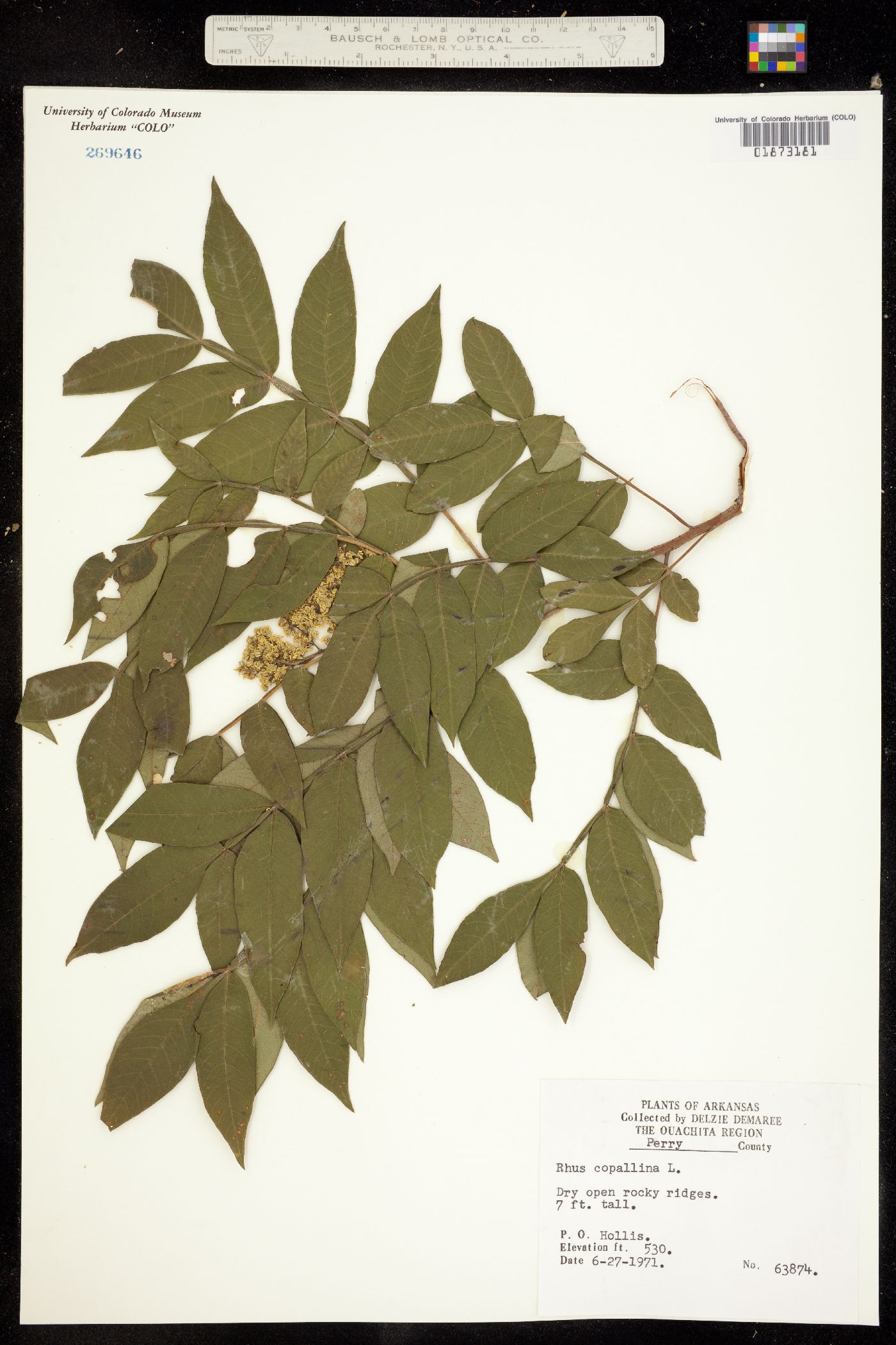 Rhus copallinum image