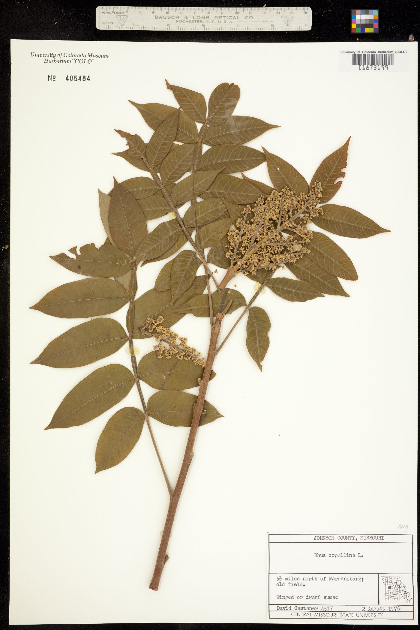 Rhus copallinum image