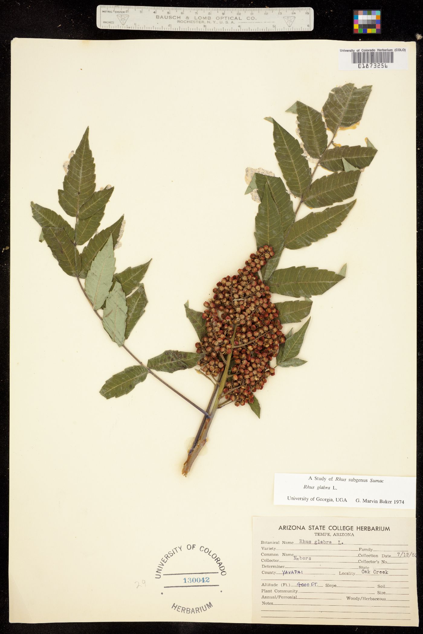 Rhus glabra image