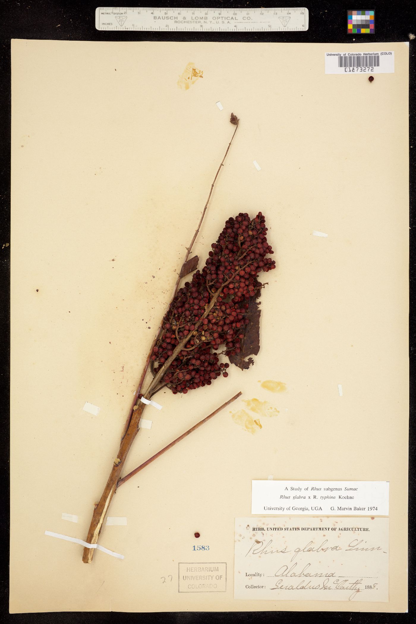 Rhus glabra image