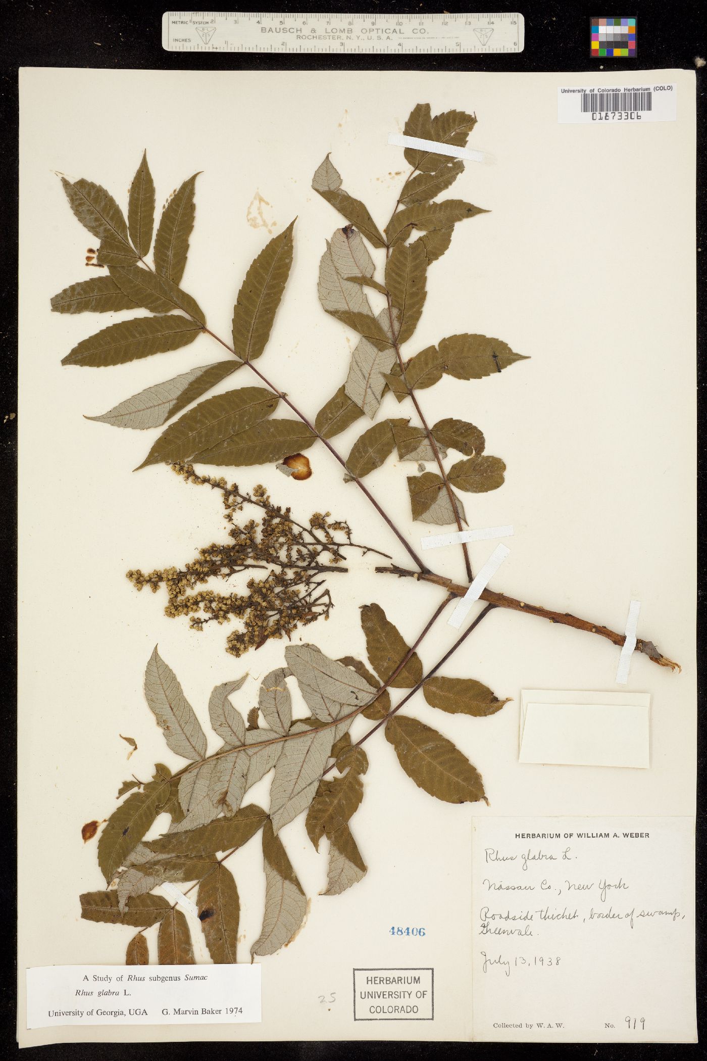 Rhus glabra image