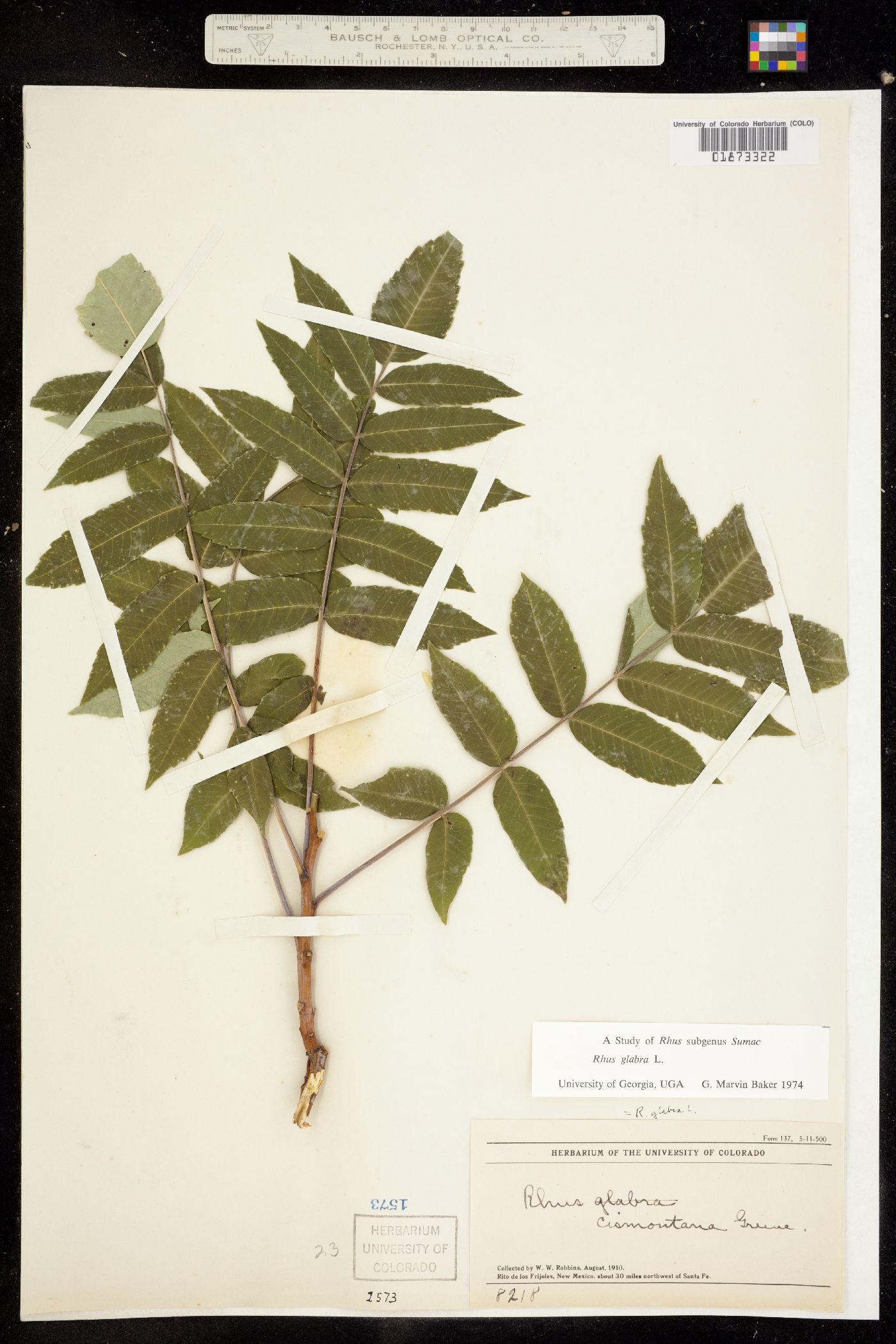 Rhus glabra image