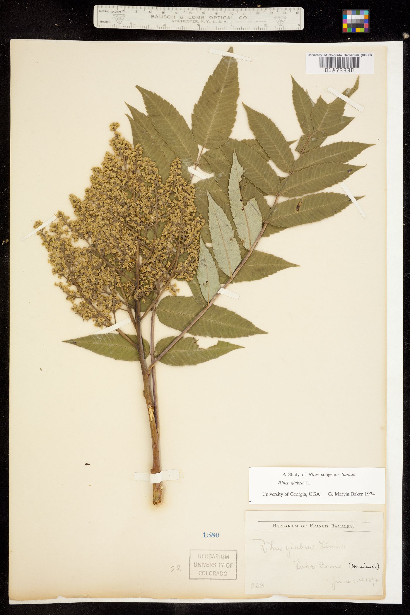 Rhus glabra image