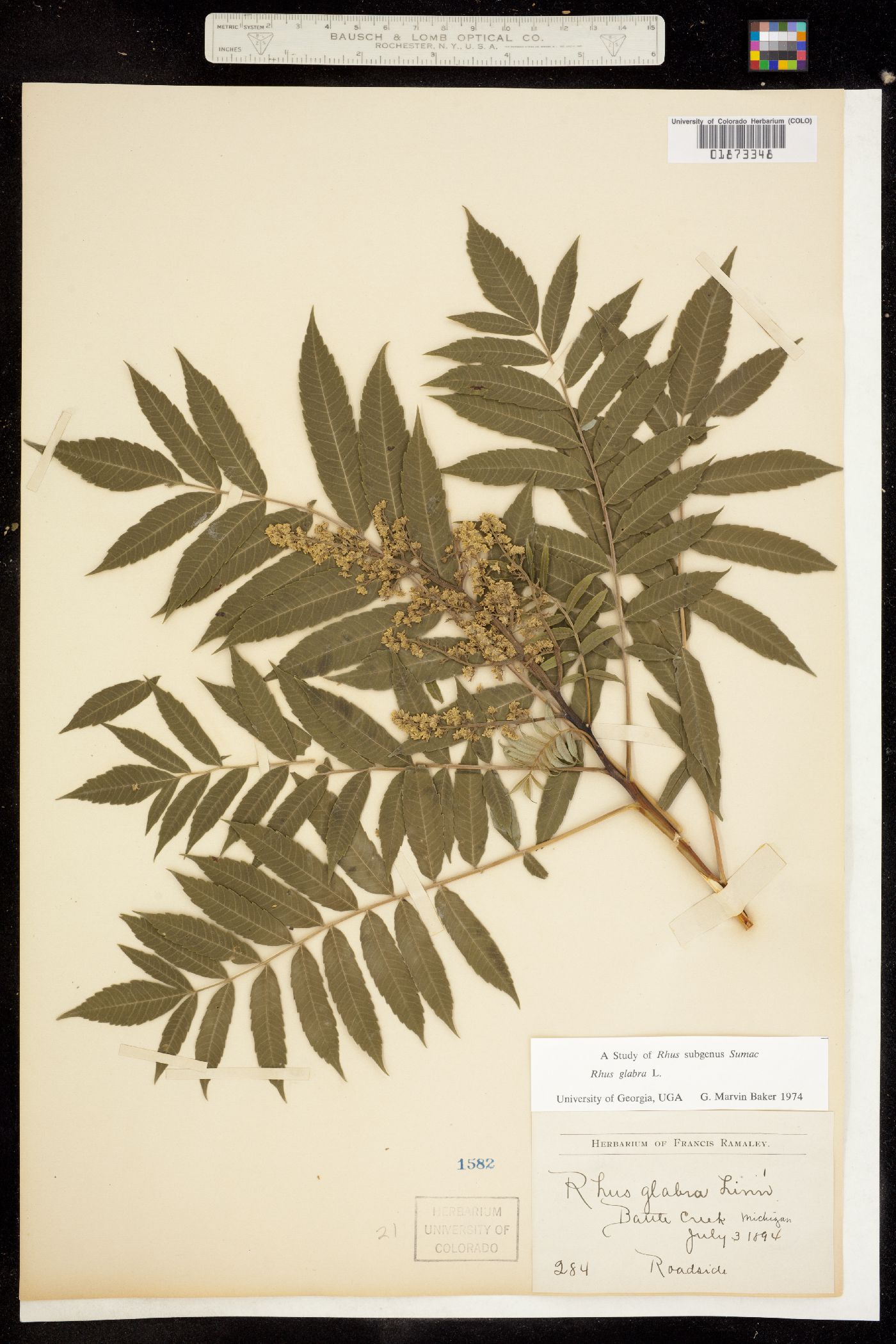 Rhus glabra image