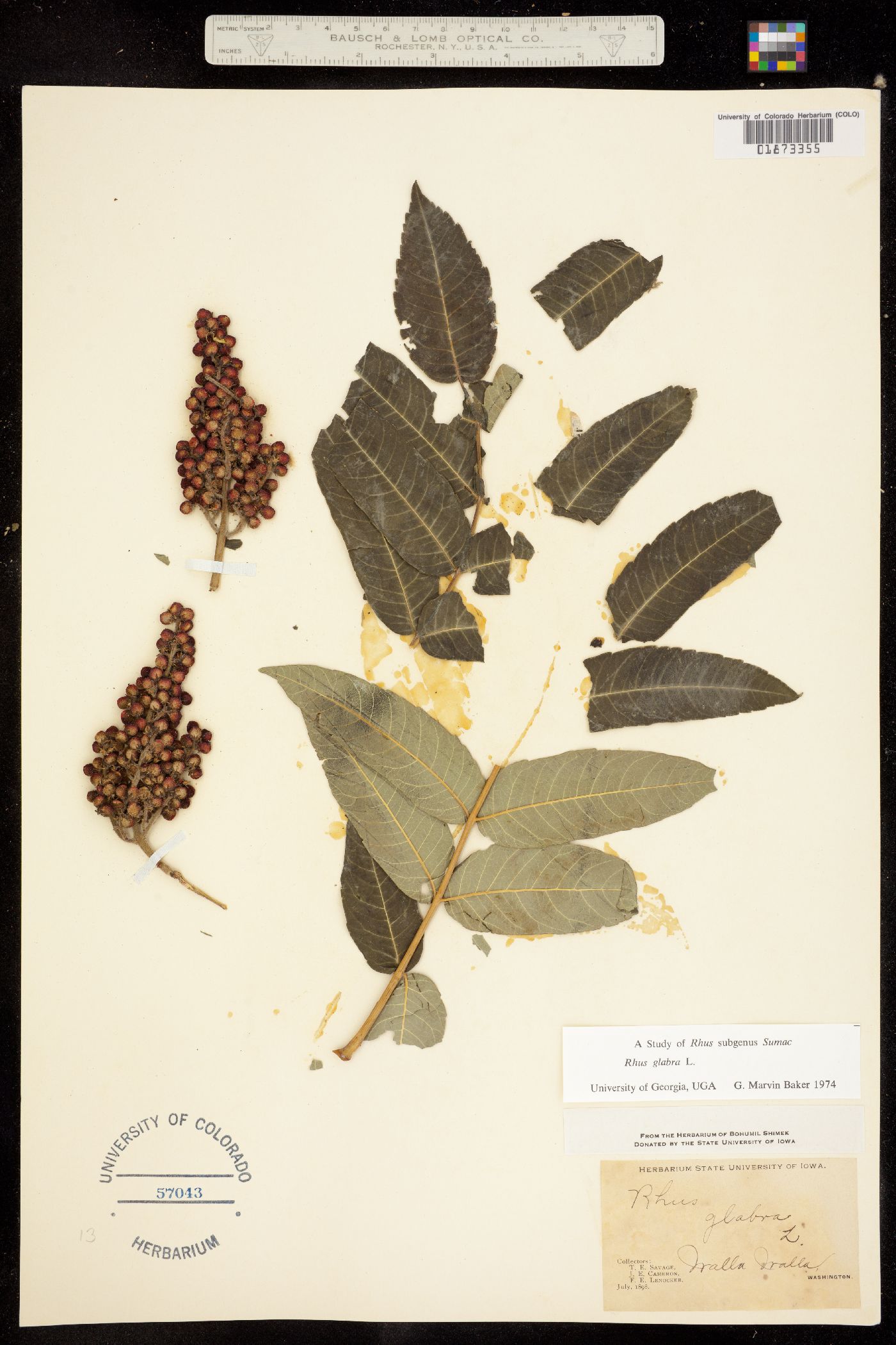 Rhus glabra image