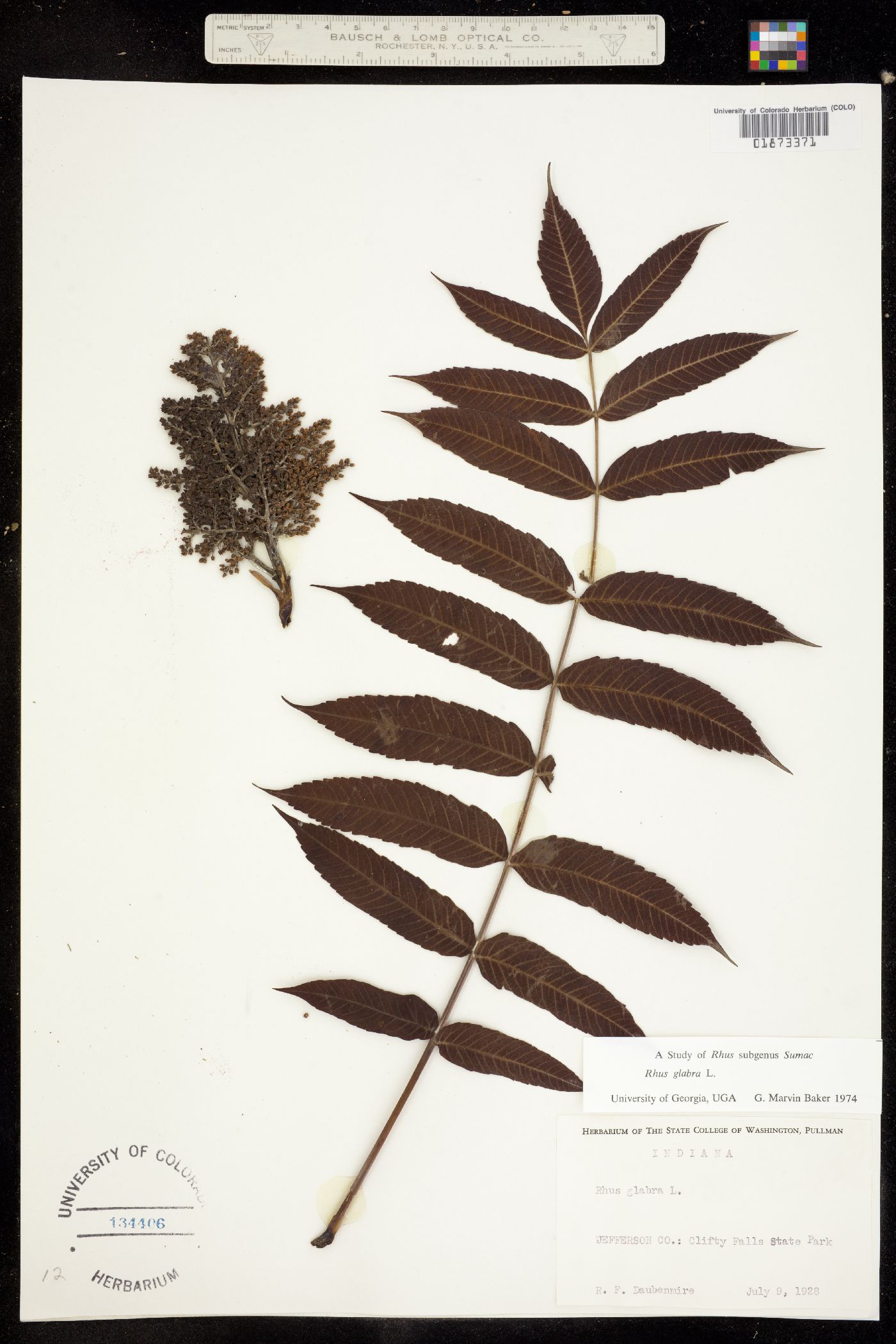 Rhus glabra image