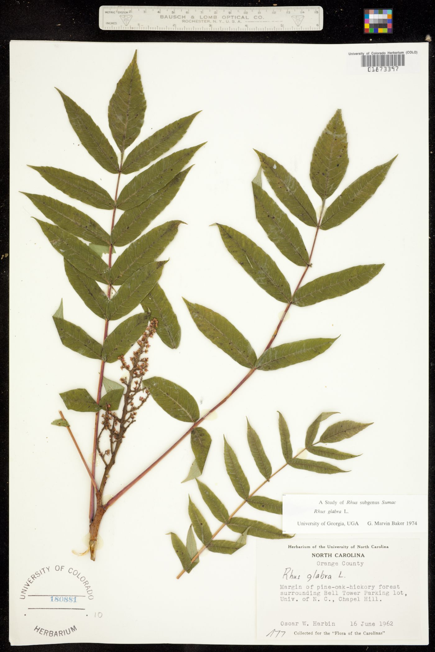 Rhus glabra image