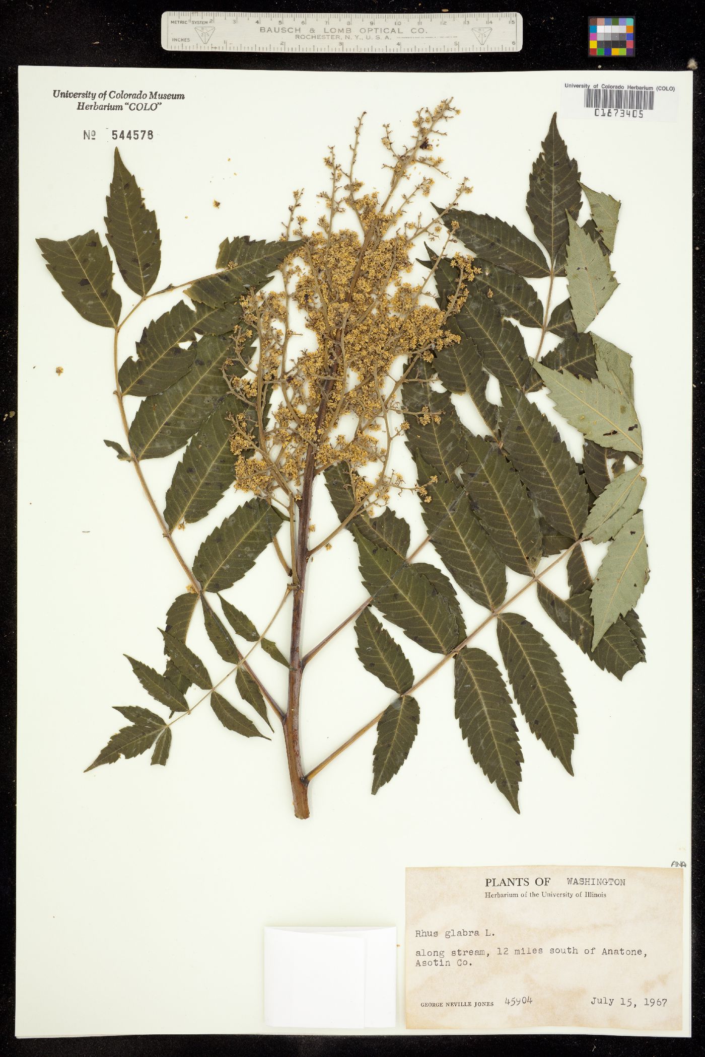 Rhus glabra image