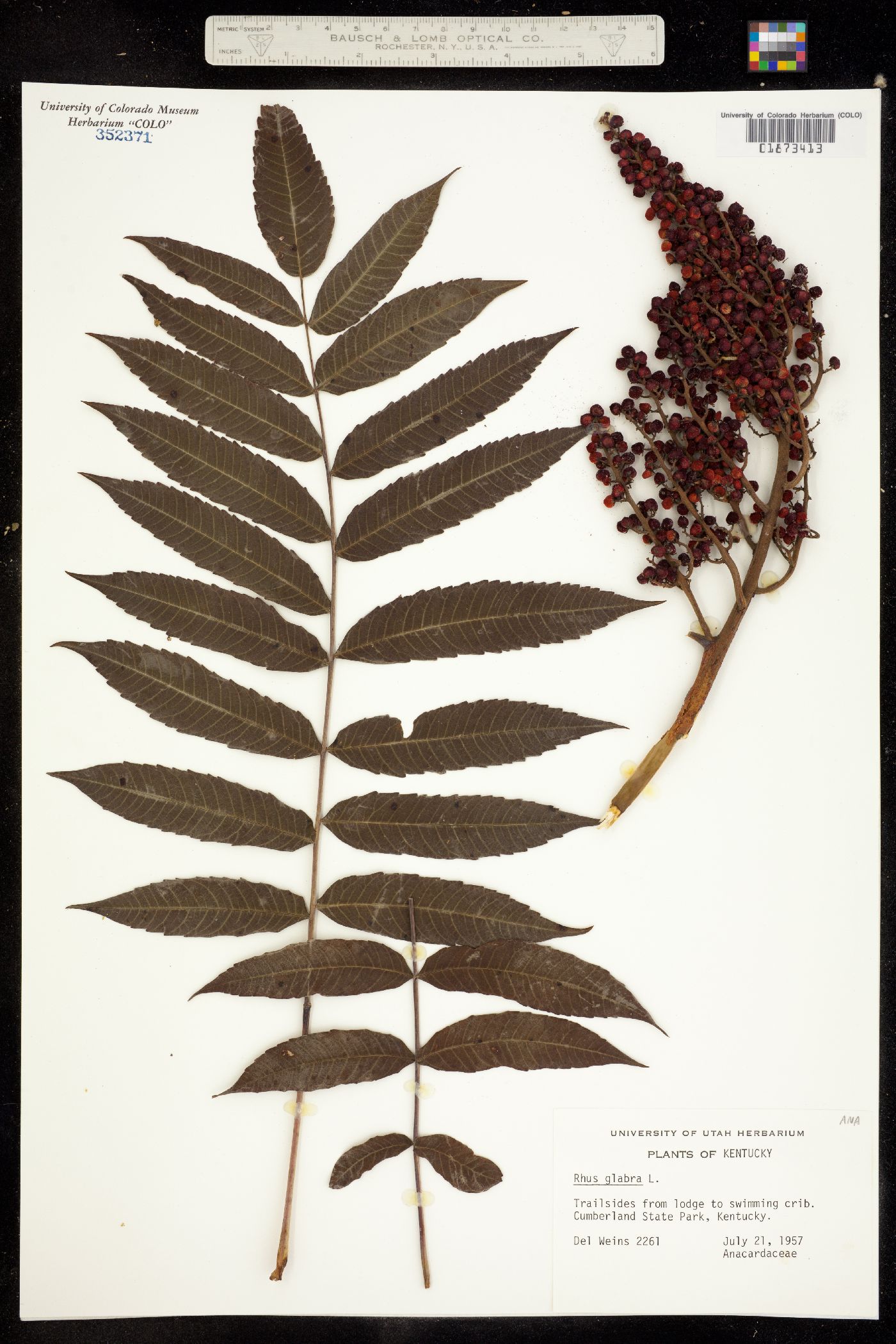 Rhus glabra image