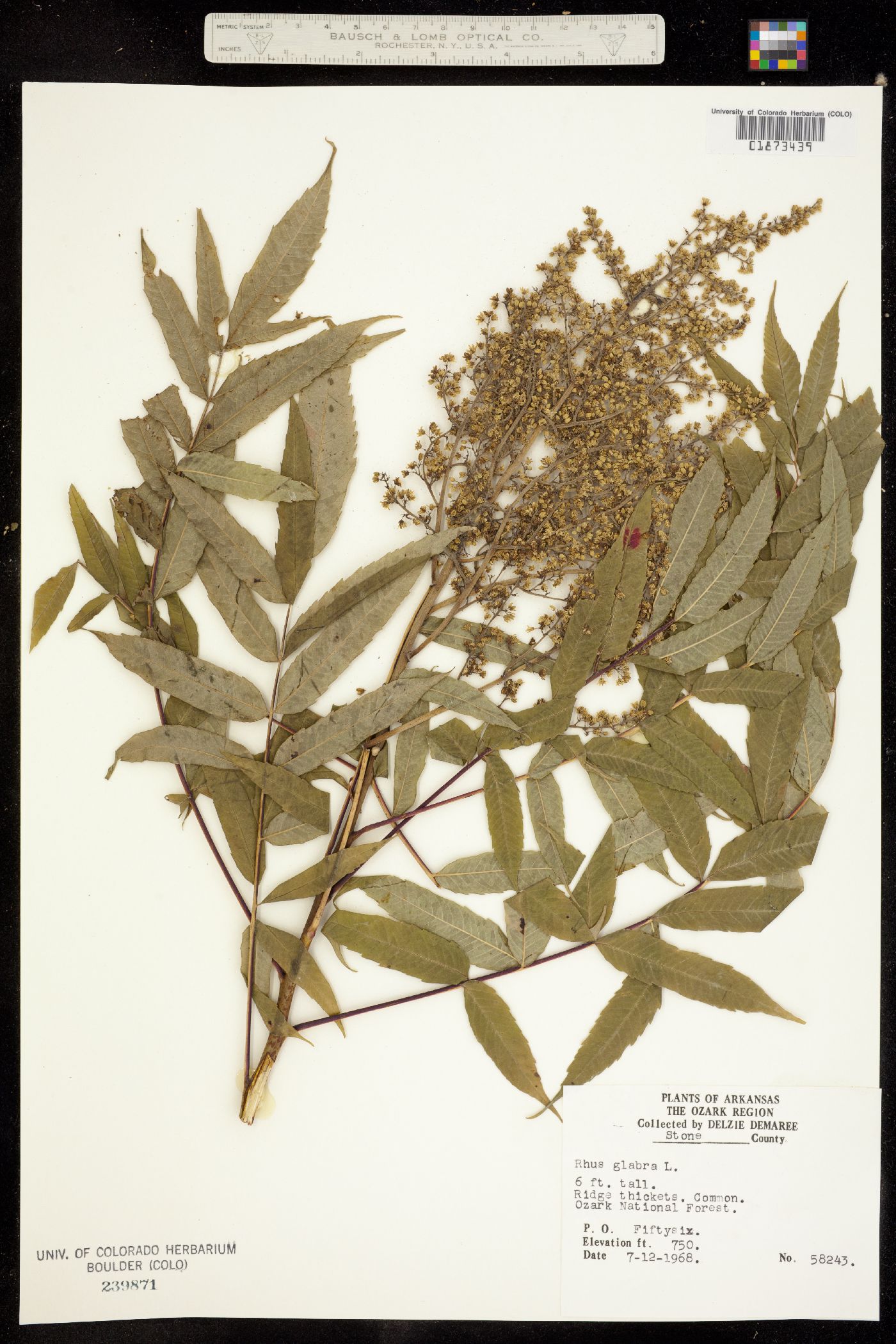 Rhus glabra image