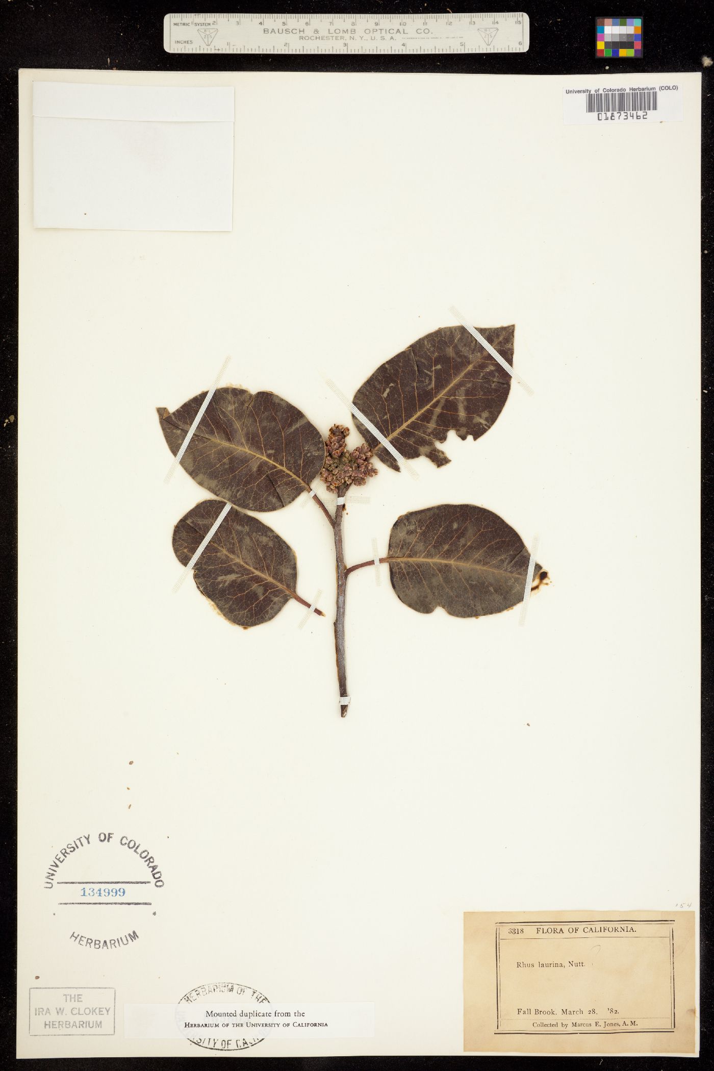 Malosma laurina image