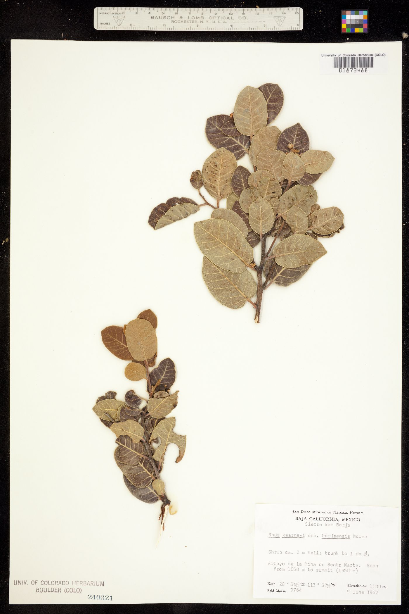 Rhus kearneyi image