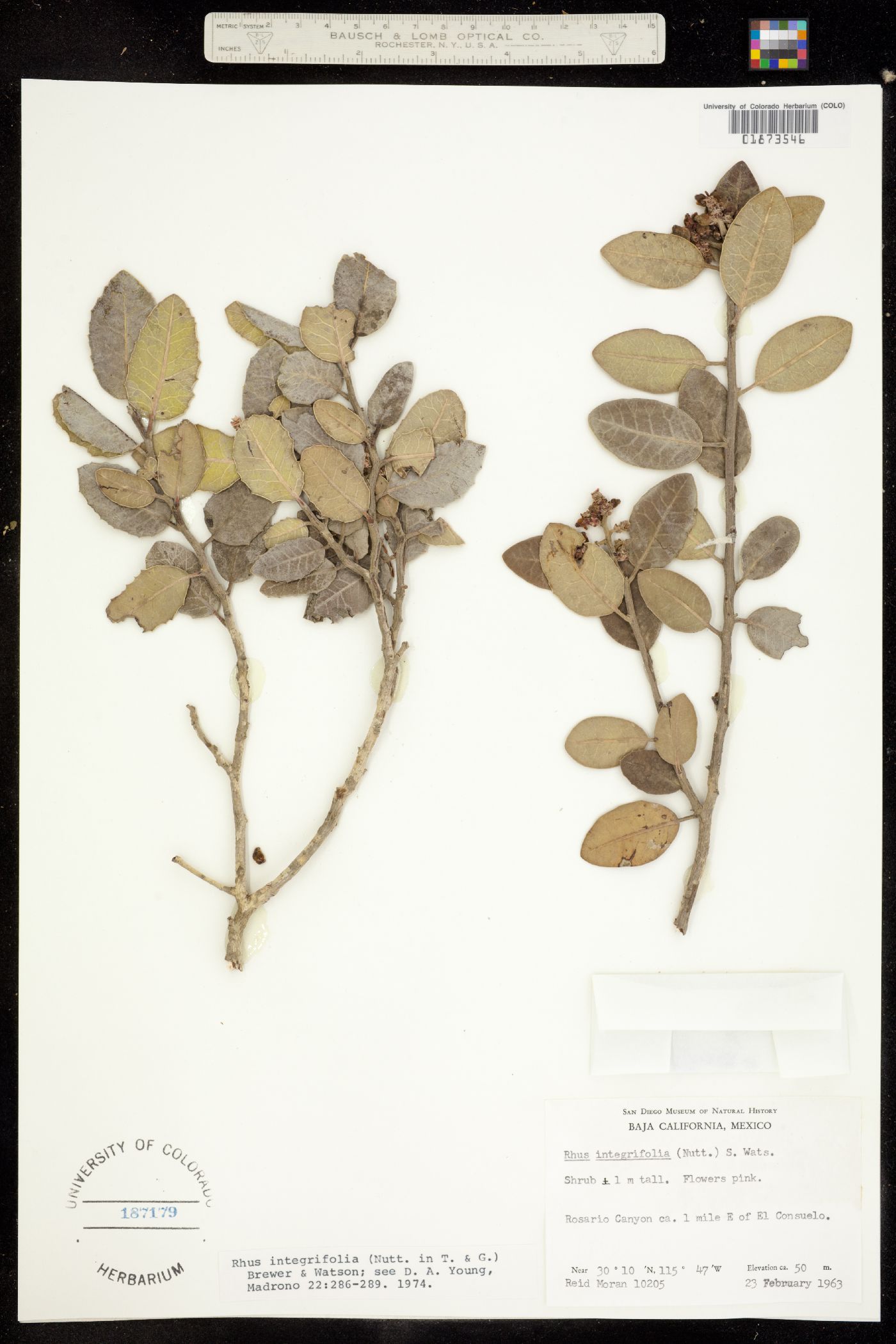Rhus integrifolia image