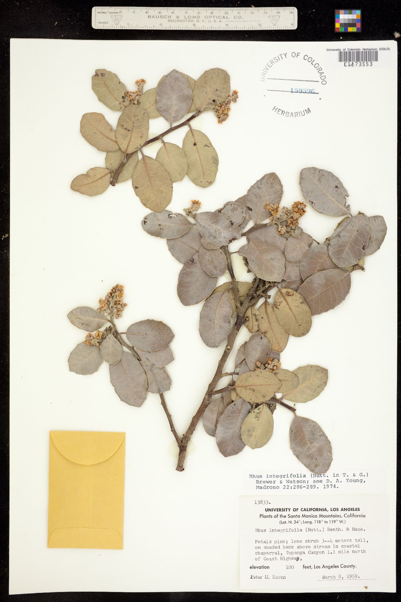 Rhus integrifolia image