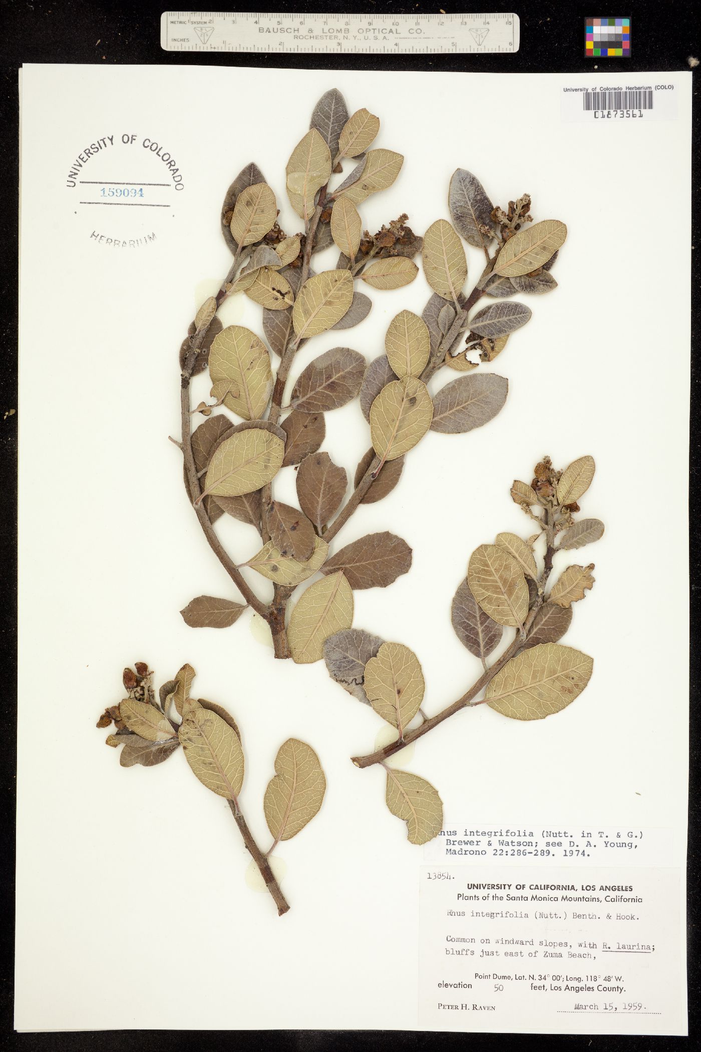 Rhus integrifolia image