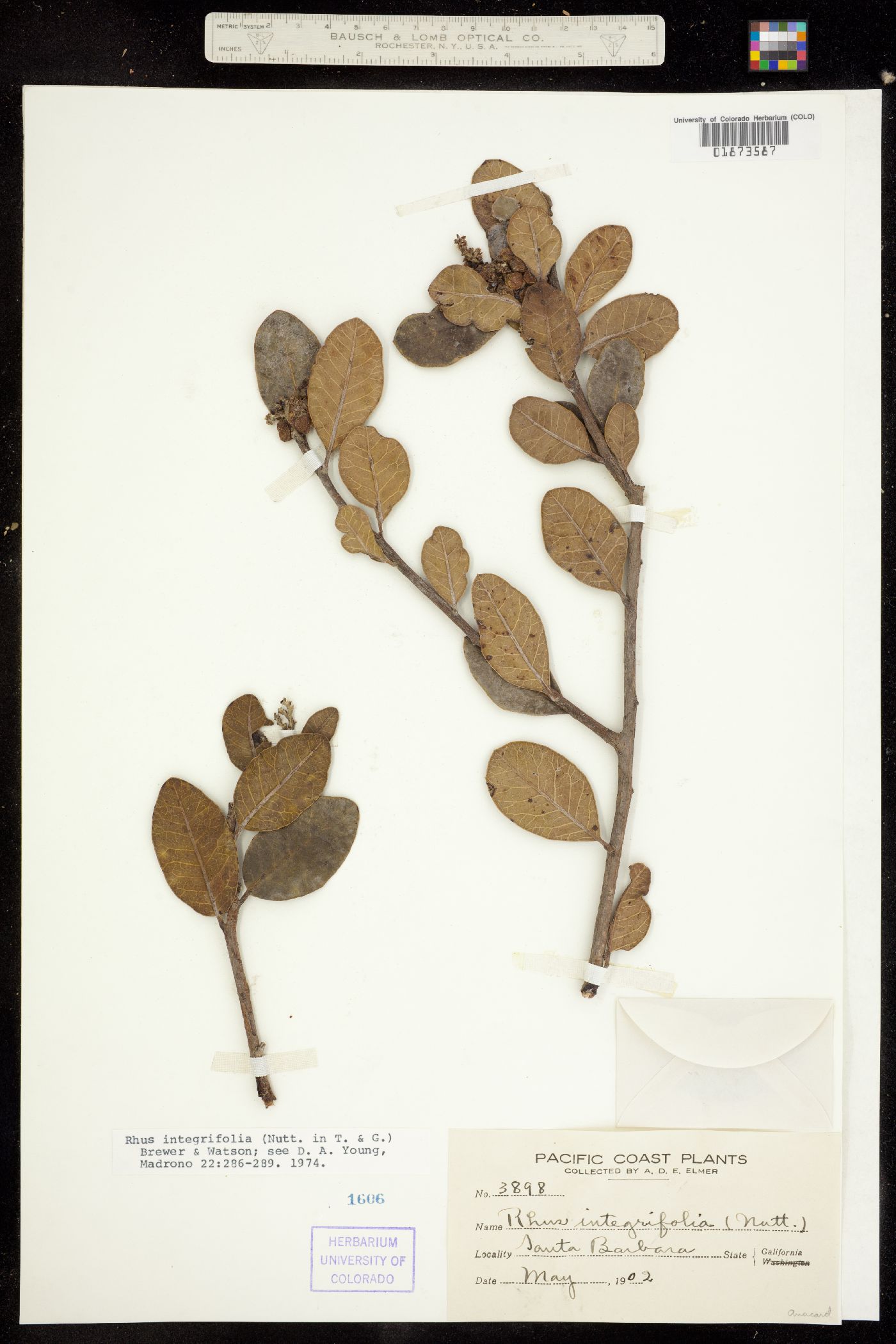 Rhus integrifolia image
