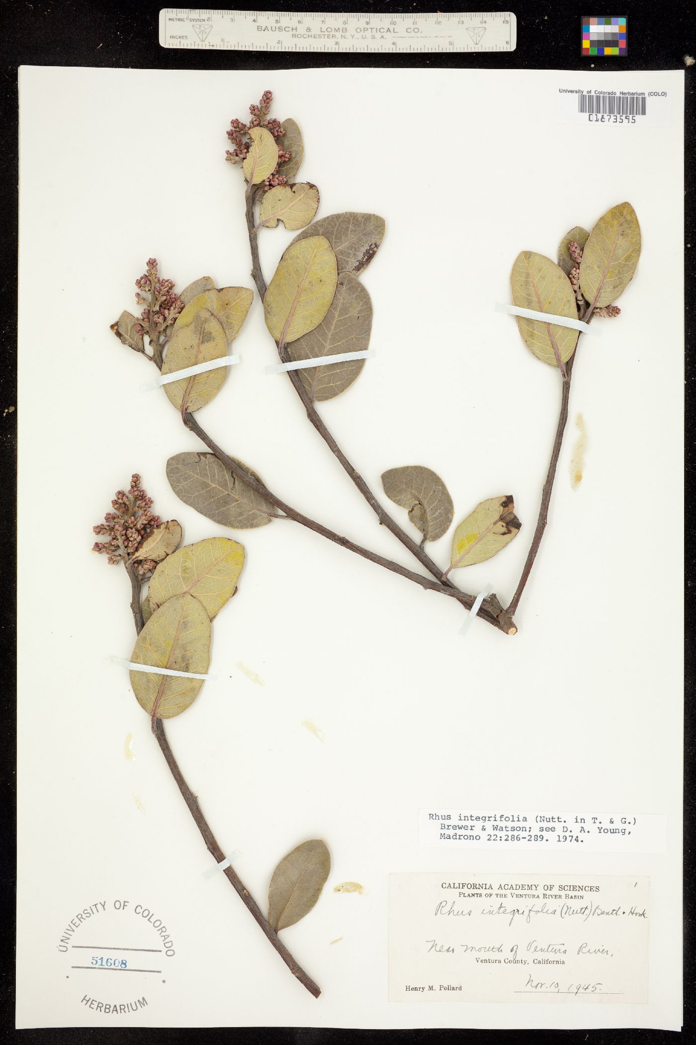 Rhus integrifolia image