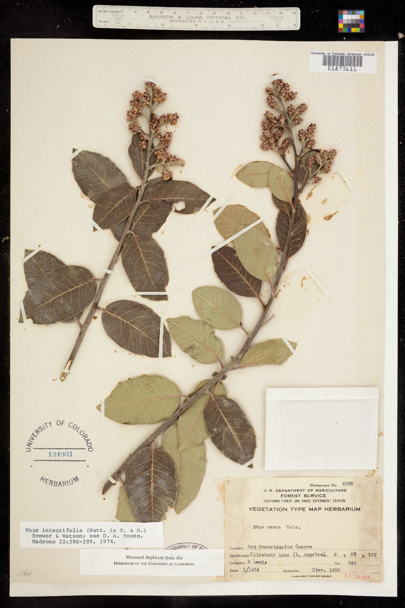 Rhus image
